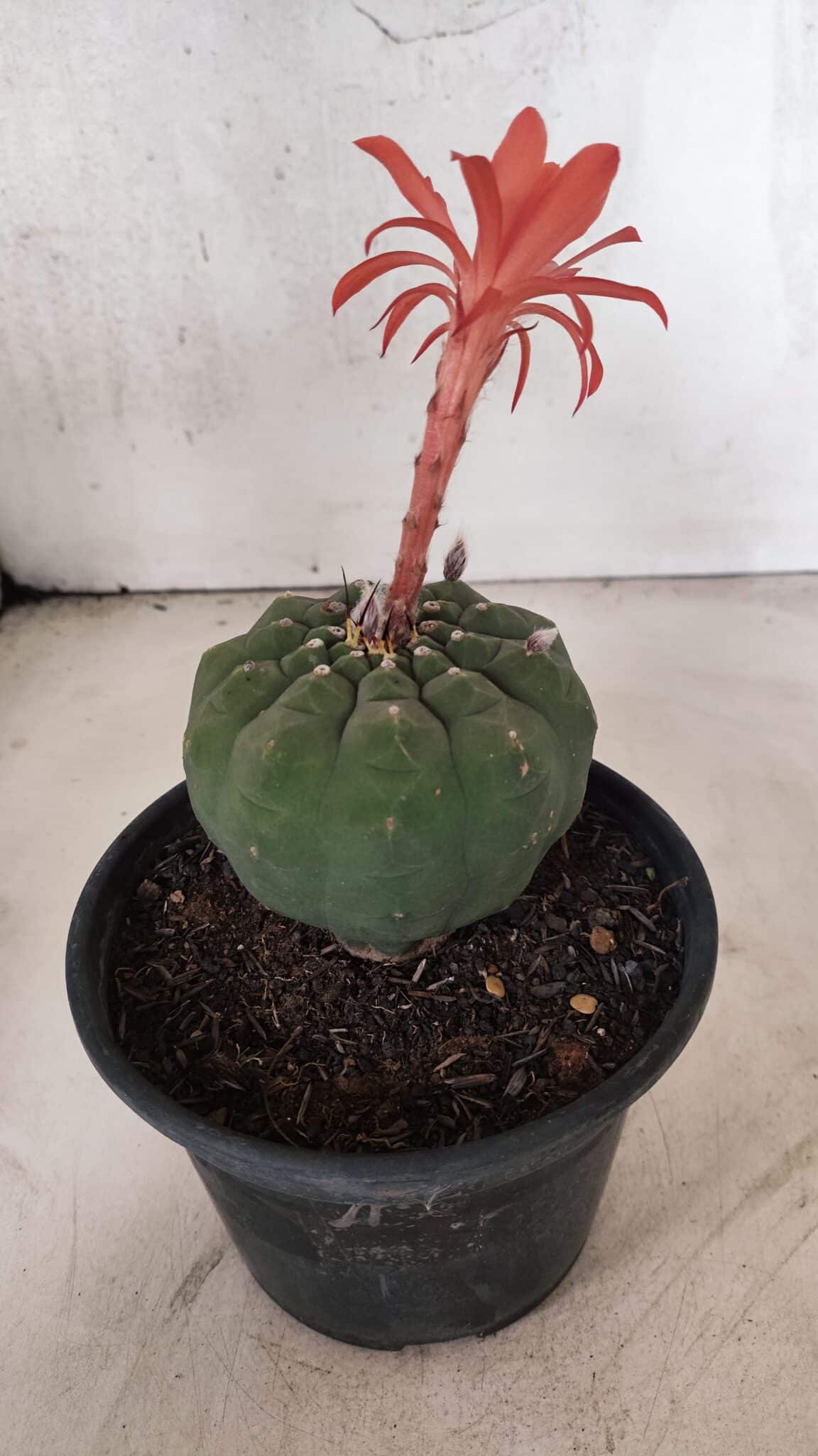 MATRIZ MATUCANA MADISONIORUM Nº 296 – vaso 15 - foto 9