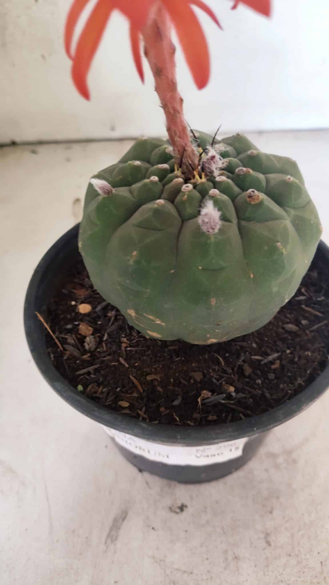 MATRIZ MATUCANA MADISONIORUM Nº 296 – vaso 15 - foto 7