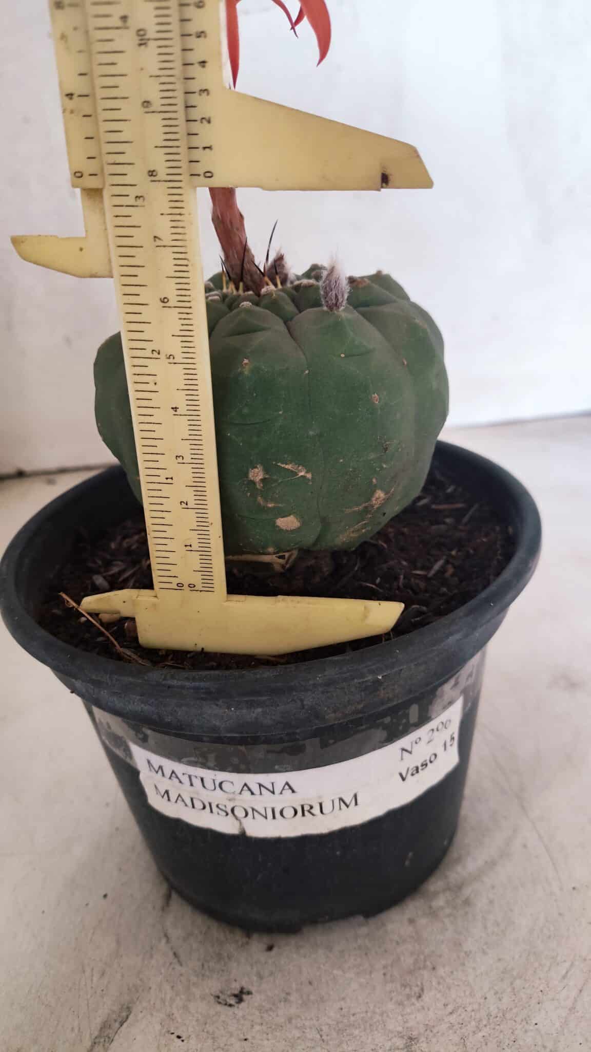MATRIZ MATUCANA MADISONIORUM Nº 296 – vaso 15 - foto 5