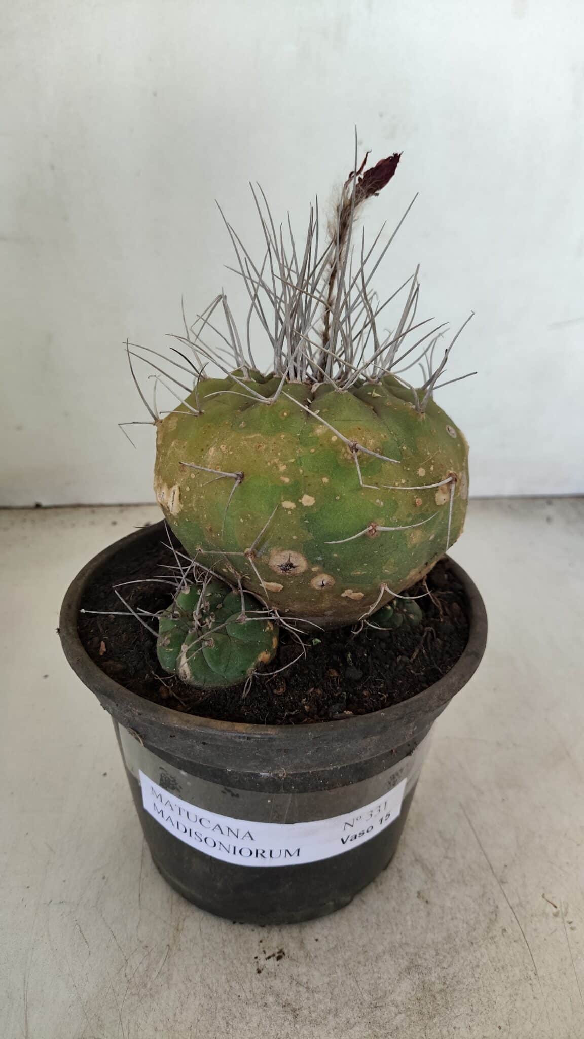 MATUCANA MADISONIORUM Nº 331 – vaso 15 - imagem 2