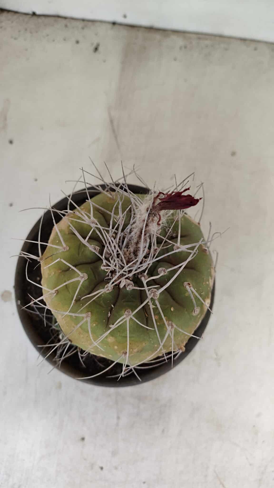 MATUCANA MADISONIORUM Nº 331 – vaso 15 - imagem 3