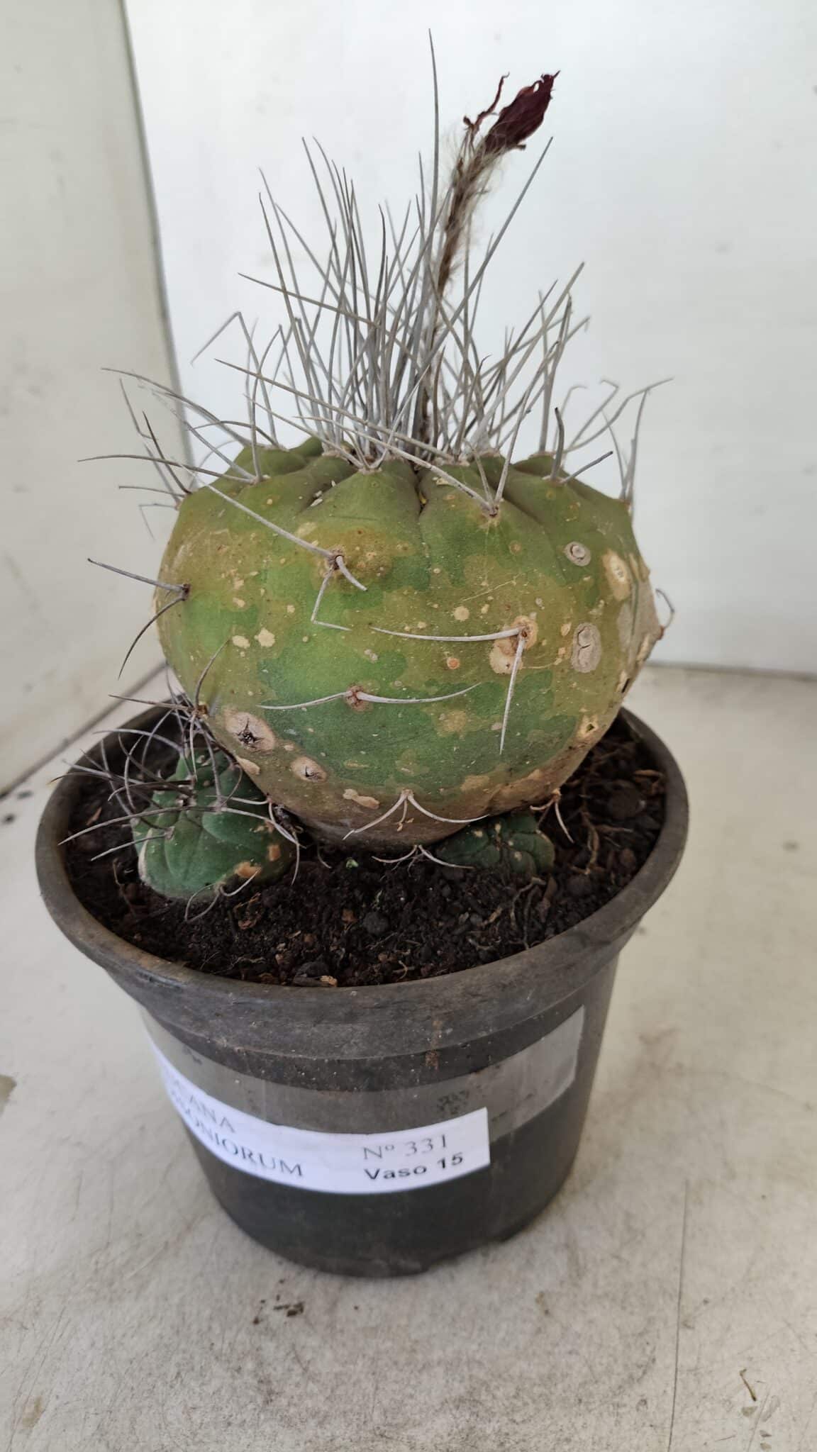 MATUCANA MADISONIORUM Nº 331 – vaso 15 - imagem 8