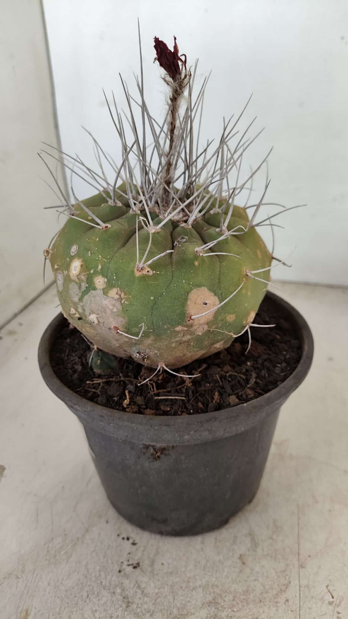 MATUCANA MADISONIORUM Nº 331 – vaso 15 - imagem 7