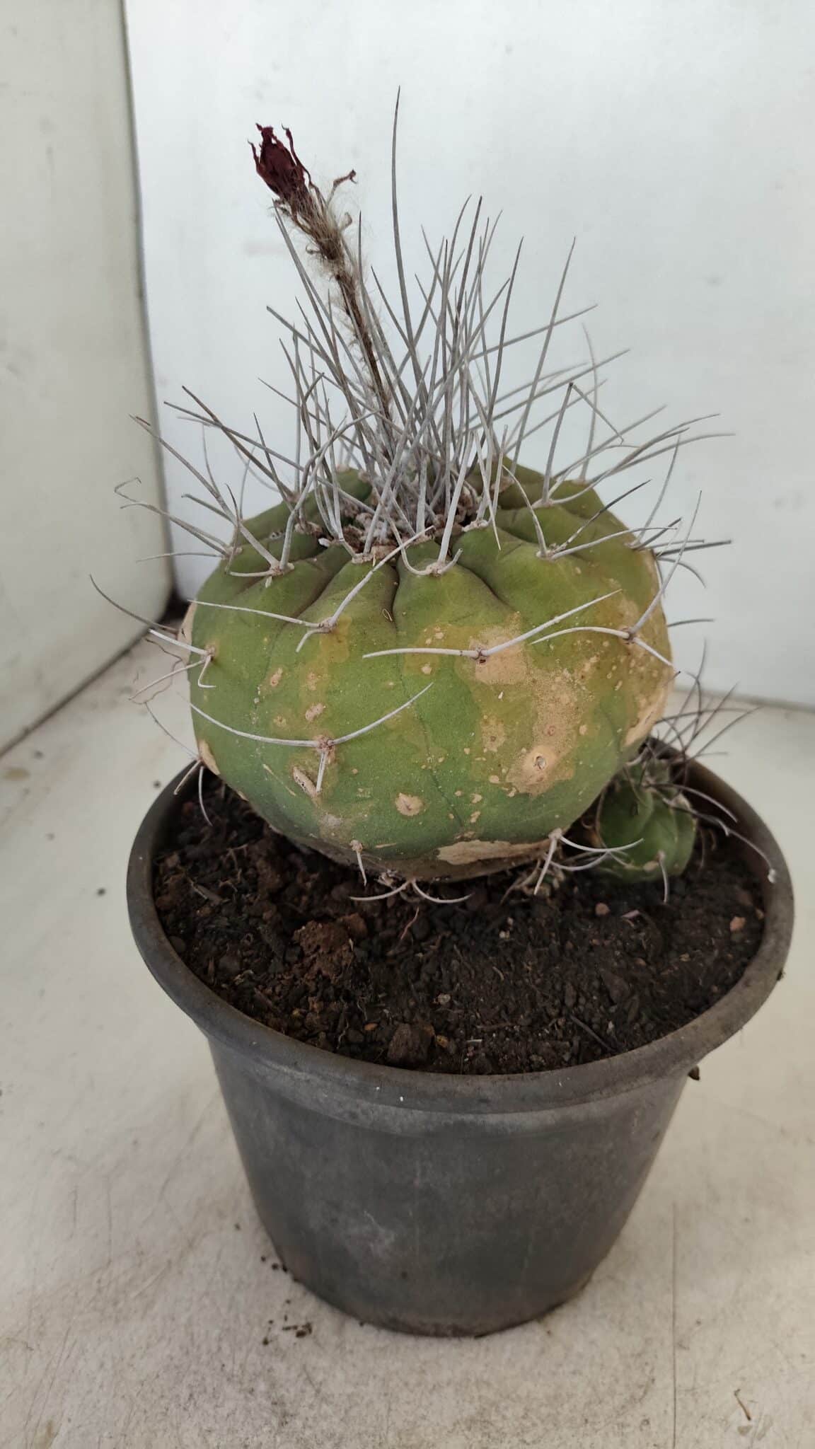 MATUCANA MADISONIORUM Nº 331 – vaso 15 - imagem 6