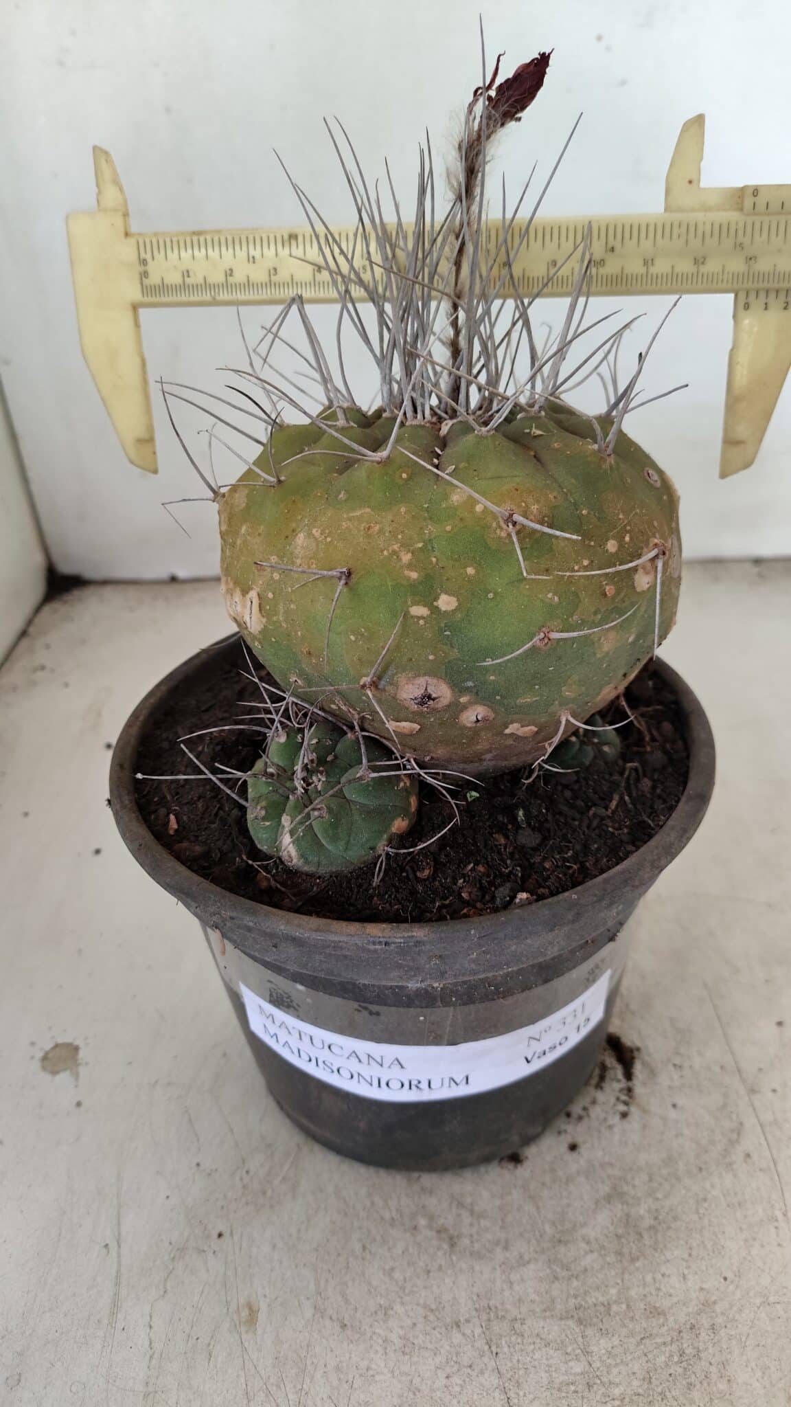MATUCANA MADISONIORUM Nº 331 – vaso 15 - imagem 4