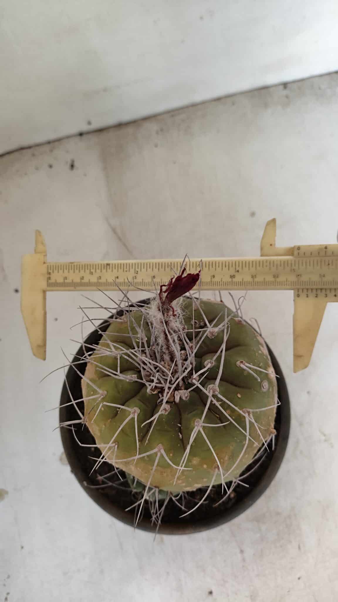 MATUCANA MADISONIORUM Nº 331 – vaso 15 - imagem 5