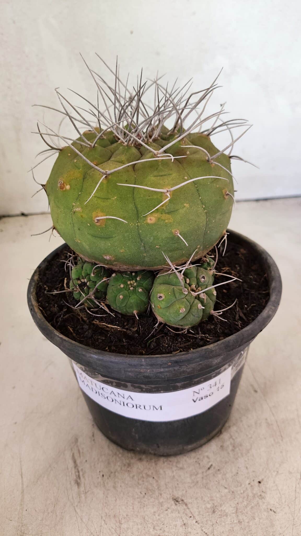 MATRIZ MATUCANA MADISONIORUM Nº 341 – vaso 15 - foto 2