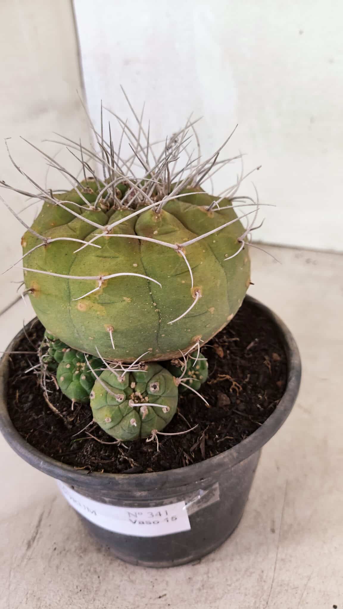 MATRIZ MATUCANA MADISONIORUM Nº 341 – vaso 15 - foto 10