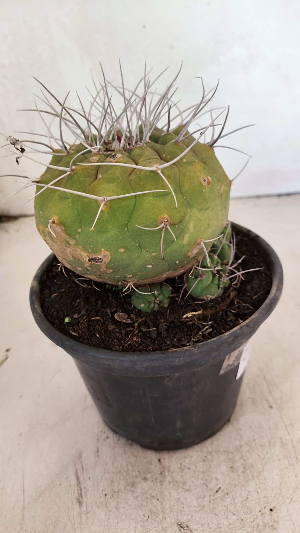 MATRIZ MATUCANA MADISONIORUM Nº 341 – vaso 15 - foto 8