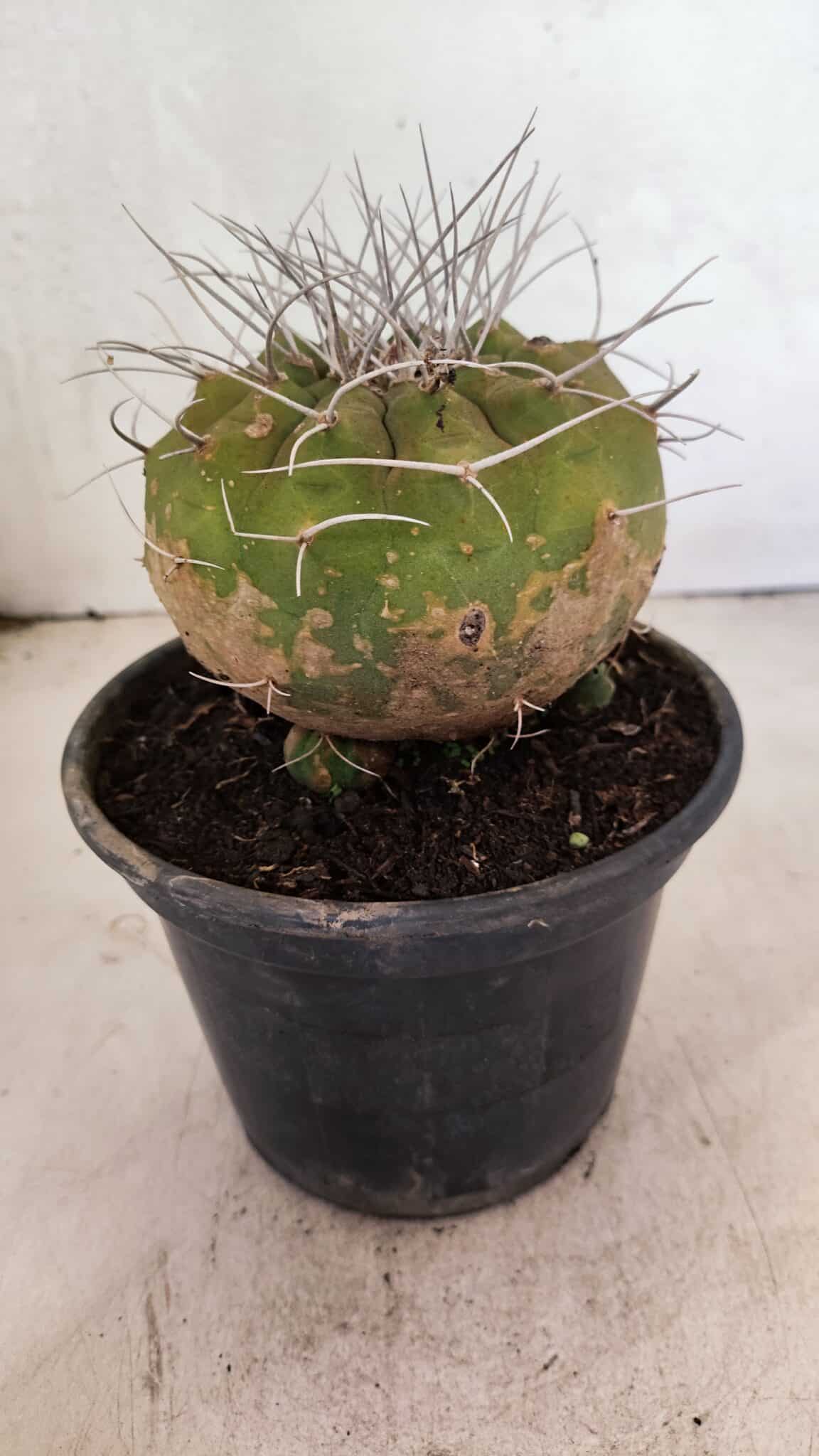 MATRIZ MATUCANA MADISONIORUM Nº 341 – vaso 15 - foto 7