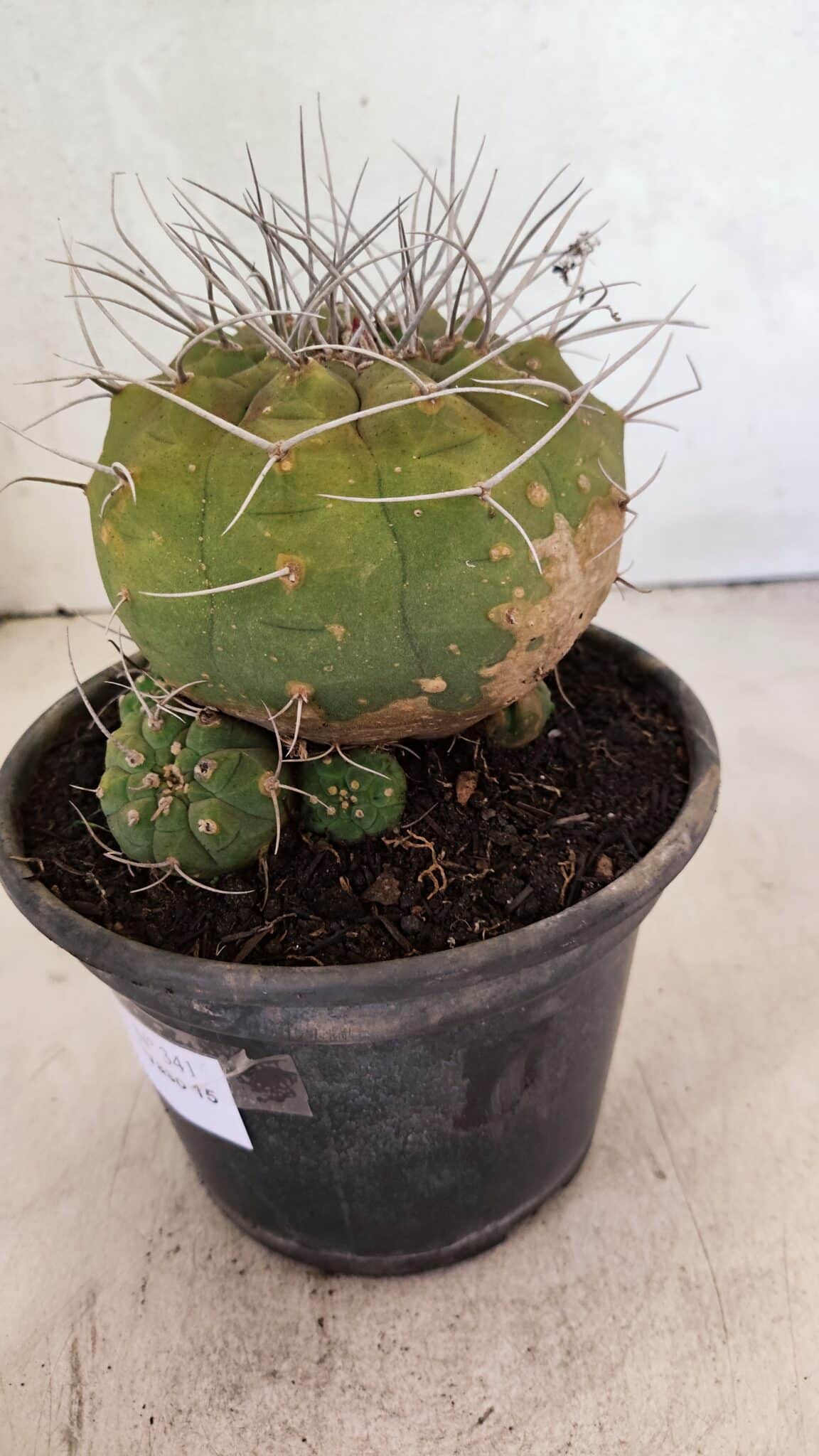 MATRIZ MATUCANA MADISONIORUM Nº 341 – vaso 15 - foto 6