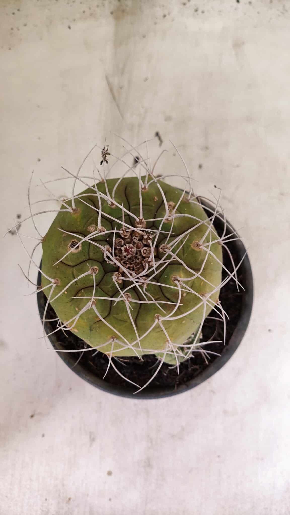 MATRIZ MATUCANA MADISONIORUM Nº 341 – vaso 15 - foto 3