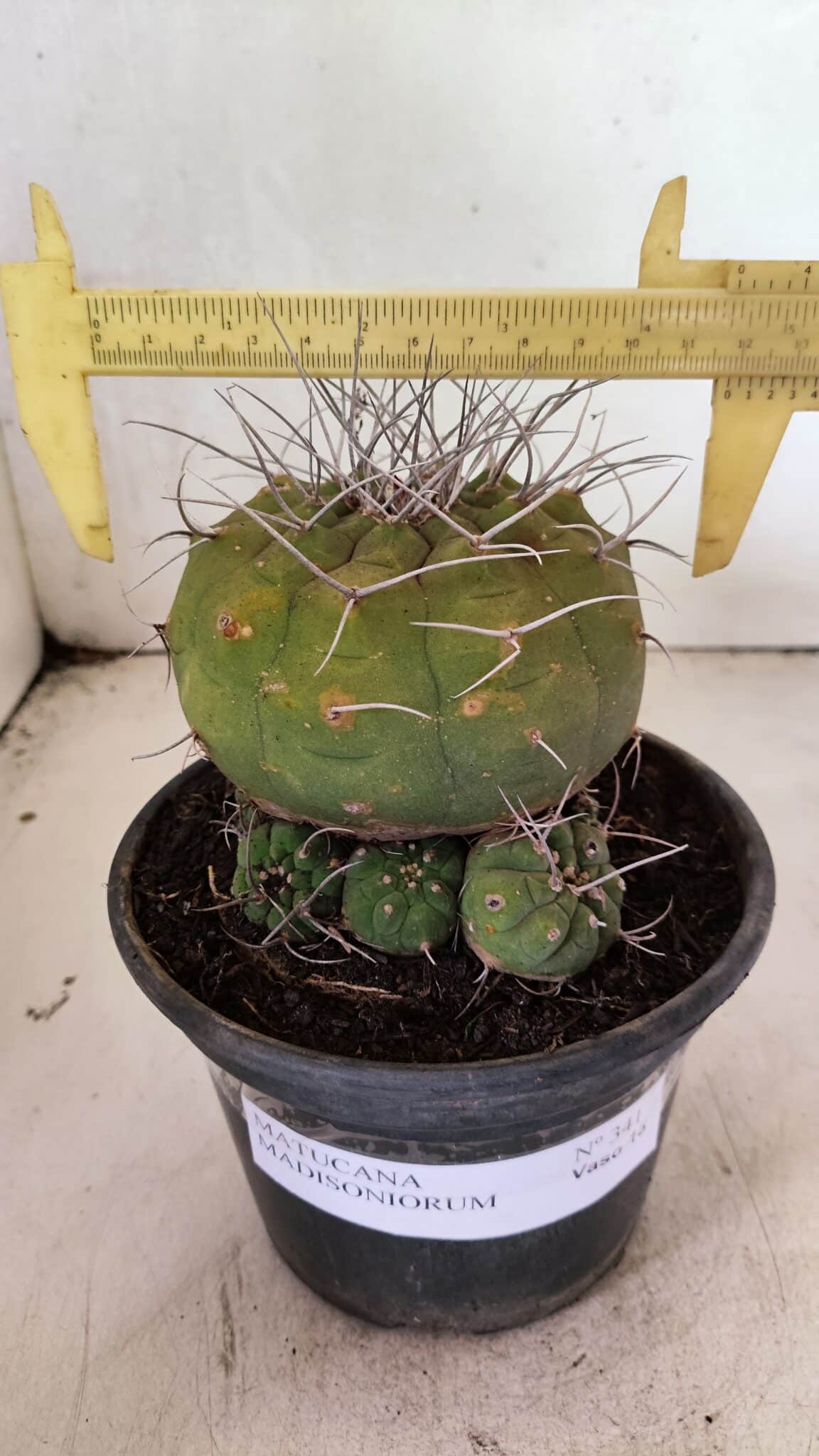 MATRIZ MATUCANA MADISONIORUM Nº 341 – vaso 15 - foto 4