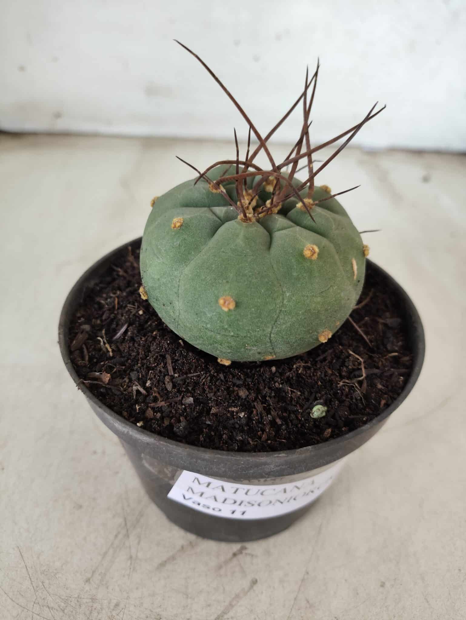 MATUCANA MADISONIORUM Nº 76 – vaso 11
