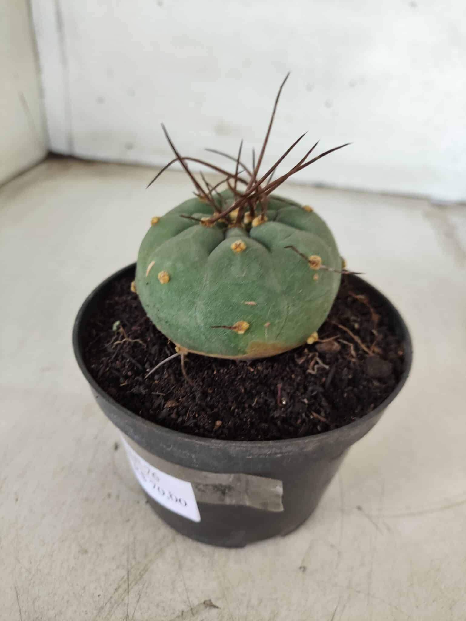 MATUCANA MADISONIORUM Nº 76 – vaso 11