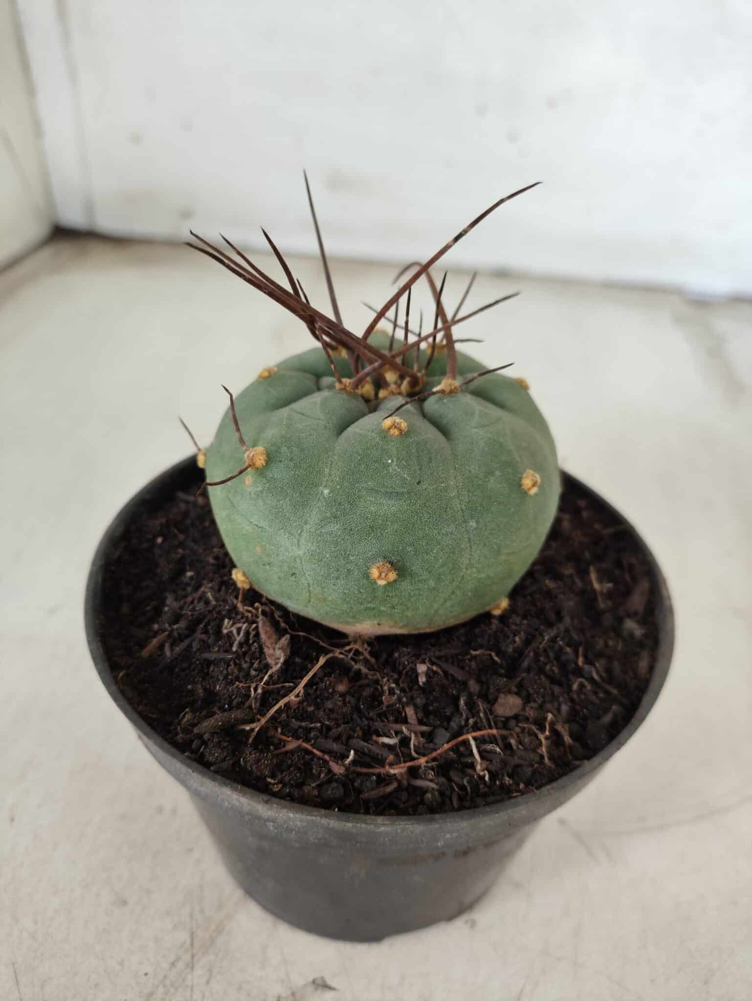 MATUCANA MADISONIORUM Nº 76 – vaso 11