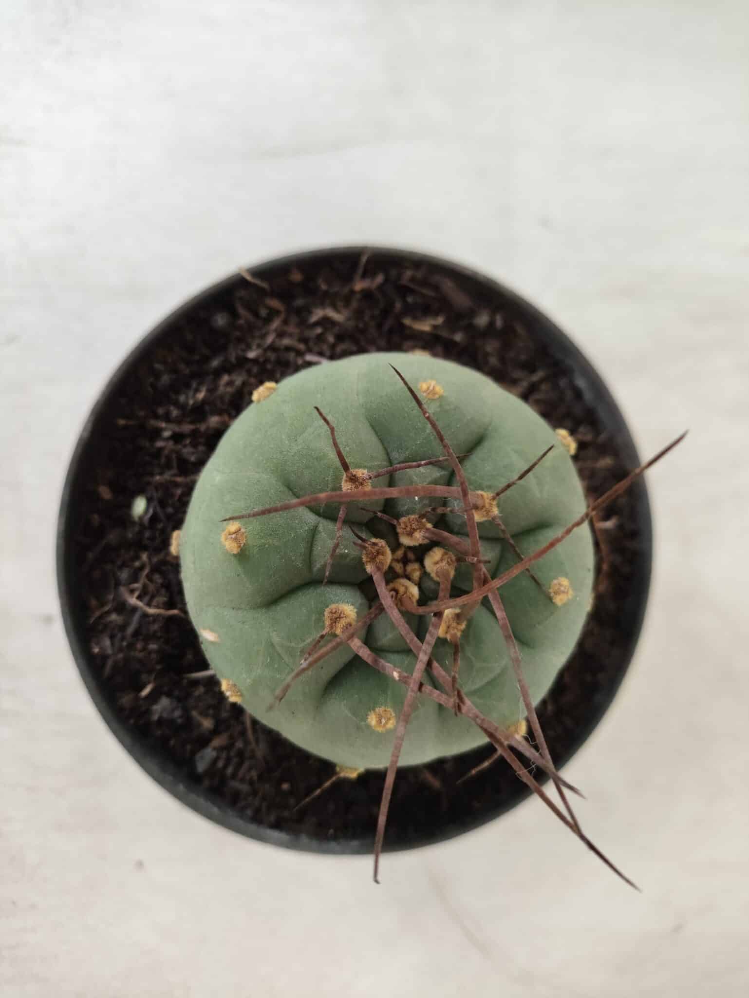 MATUCANA MADISONIORUM Nº 76 – vaso 11