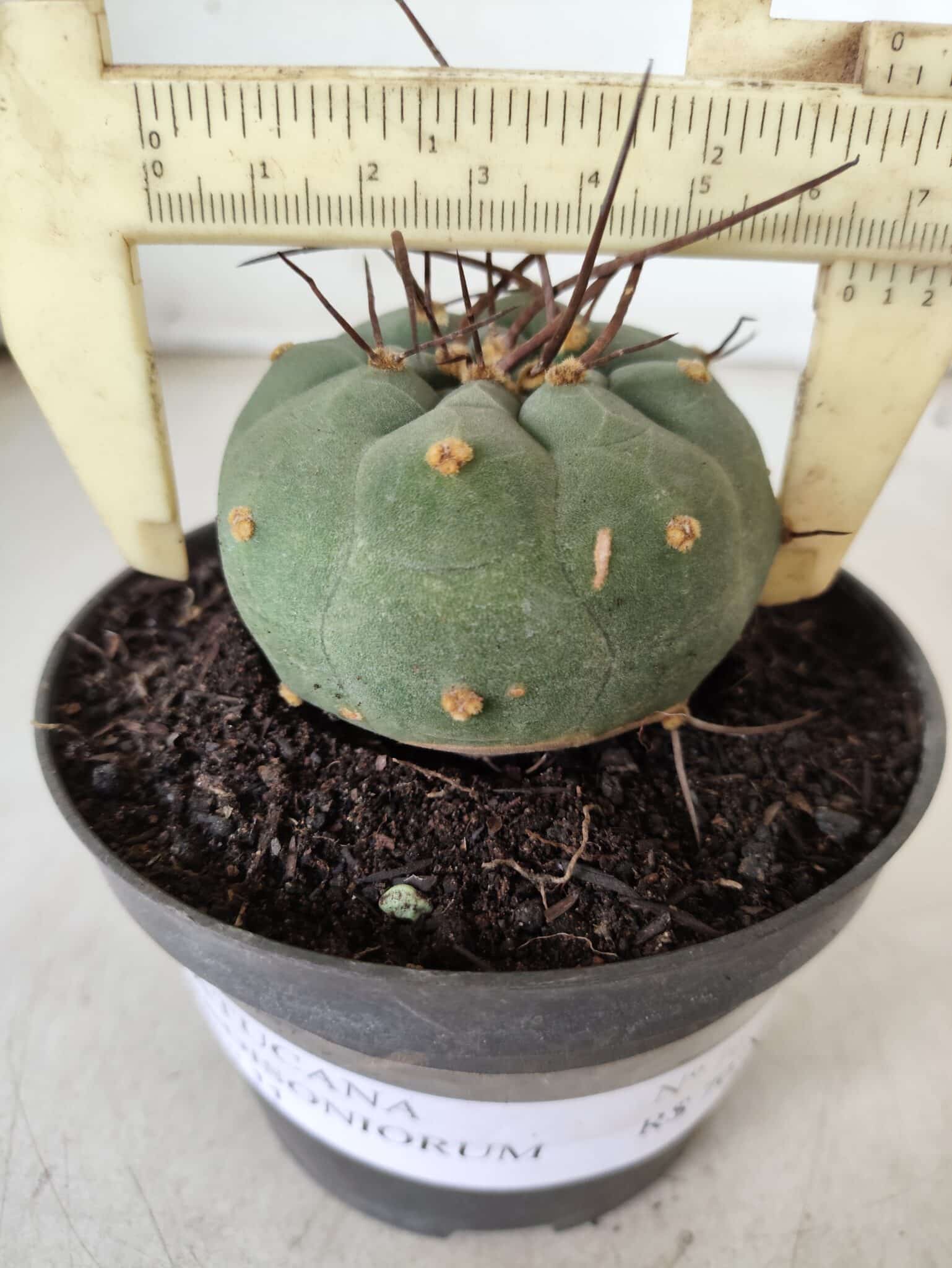 MATUCANA MADISONIORUM Nº 76 – vaso 11