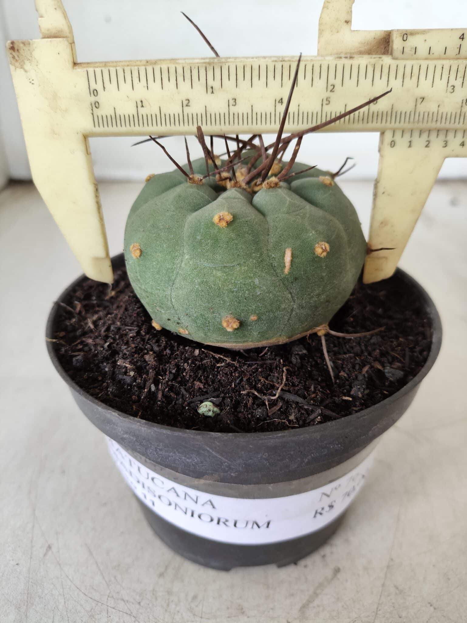 MATUCANA MADISONIORUM Nº 76 – vaso 11