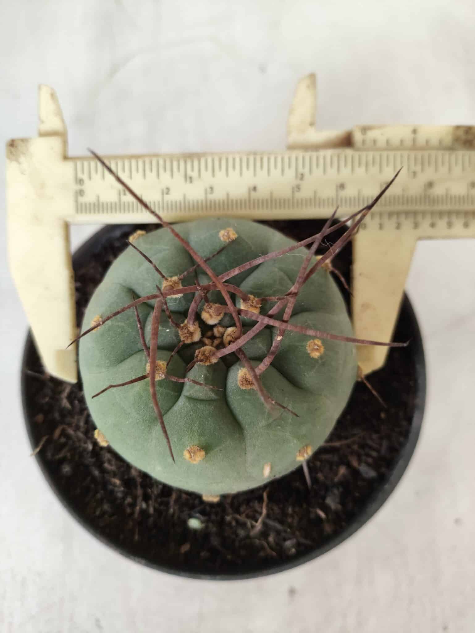 MATUCANA MADISONIORUM Nº 76 – vaso 11