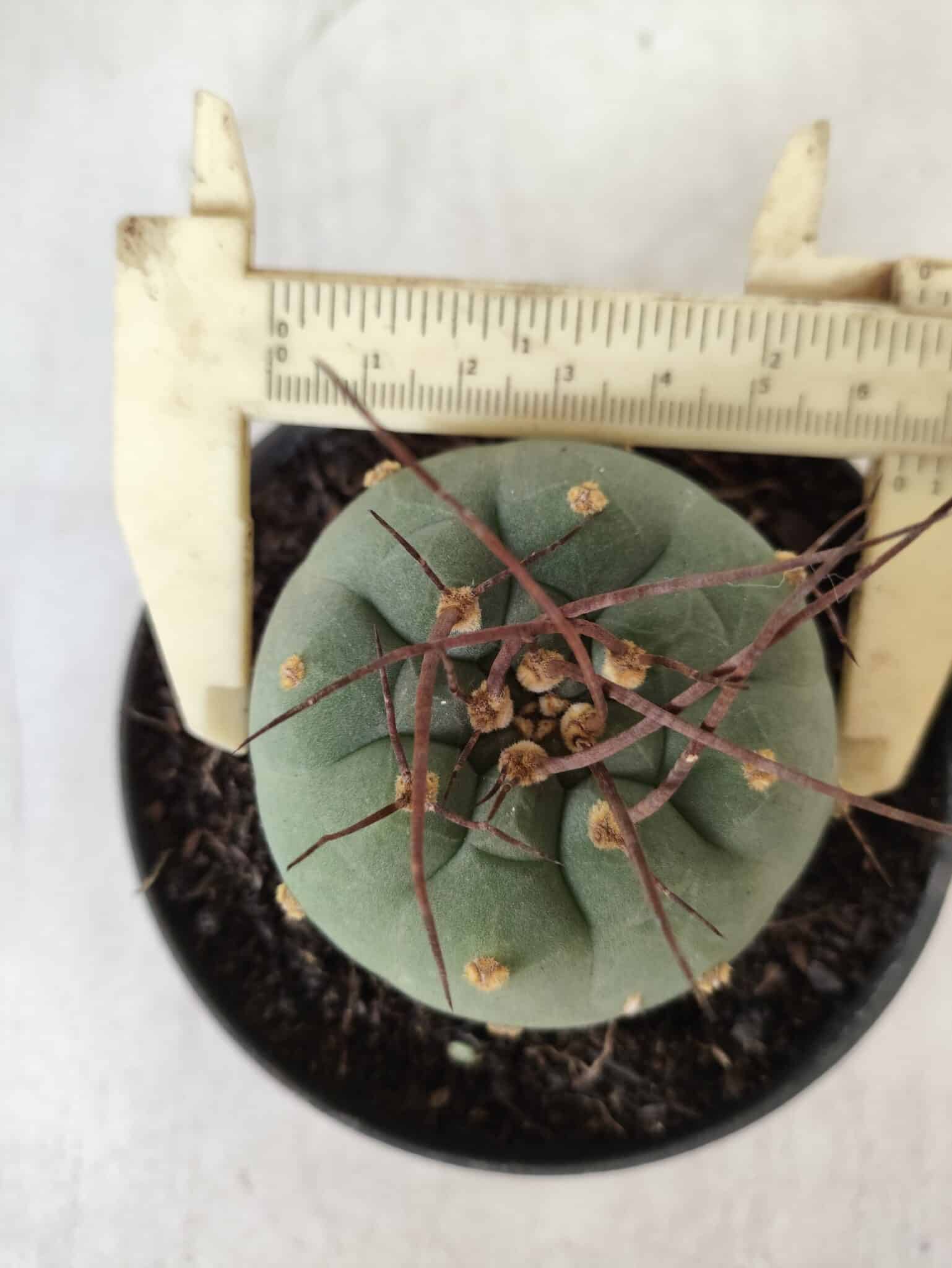 MATUCANA MADISONIORUM Nº 76 – vaso 11