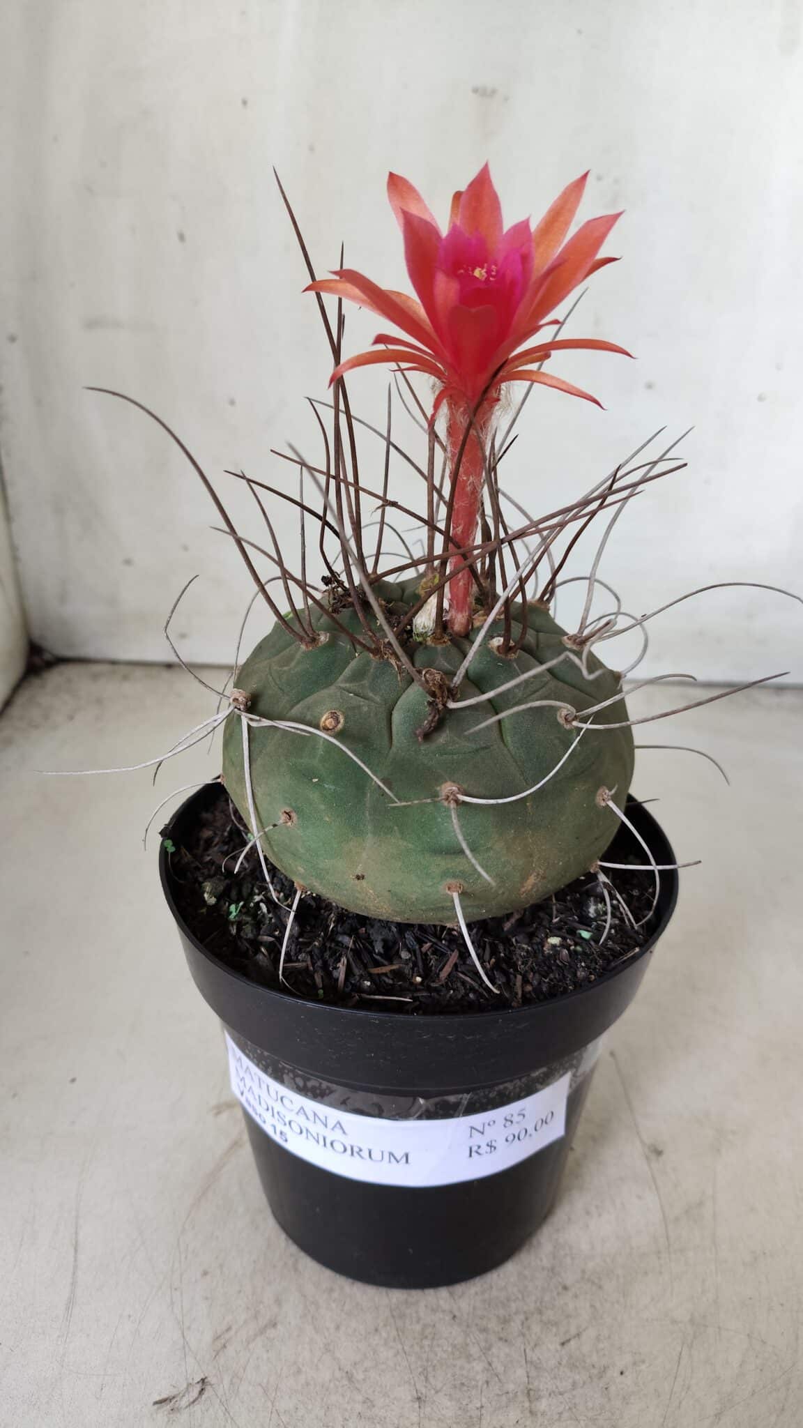 MATUCANA MADISONIORUM Nº 85 – vaso 15
