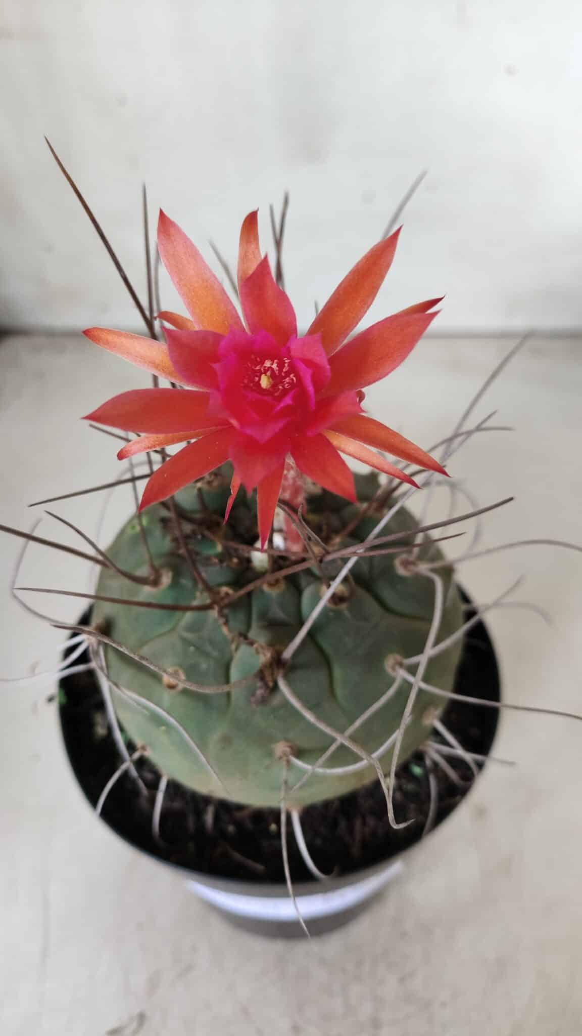 MATUCANA MADISONIORUM Nº 85 – vaso 15