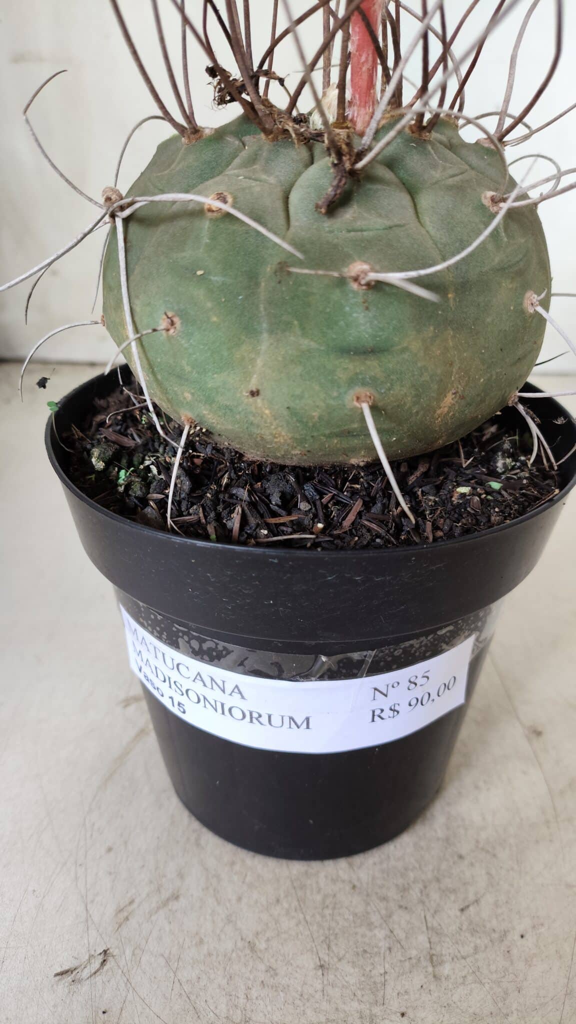 MATUCANA MADISONIORUM Nº 85 – vaso 15