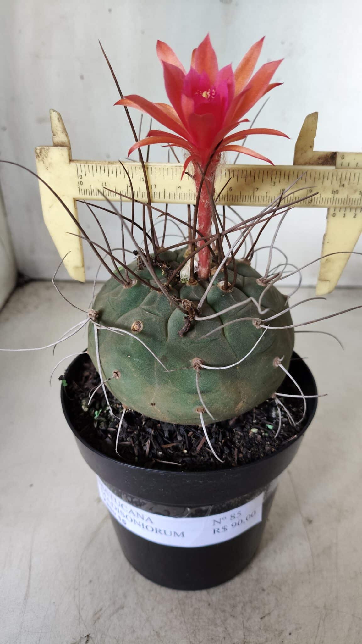 MATUCANA MADISONIORUM Nº 85 – vaso 15