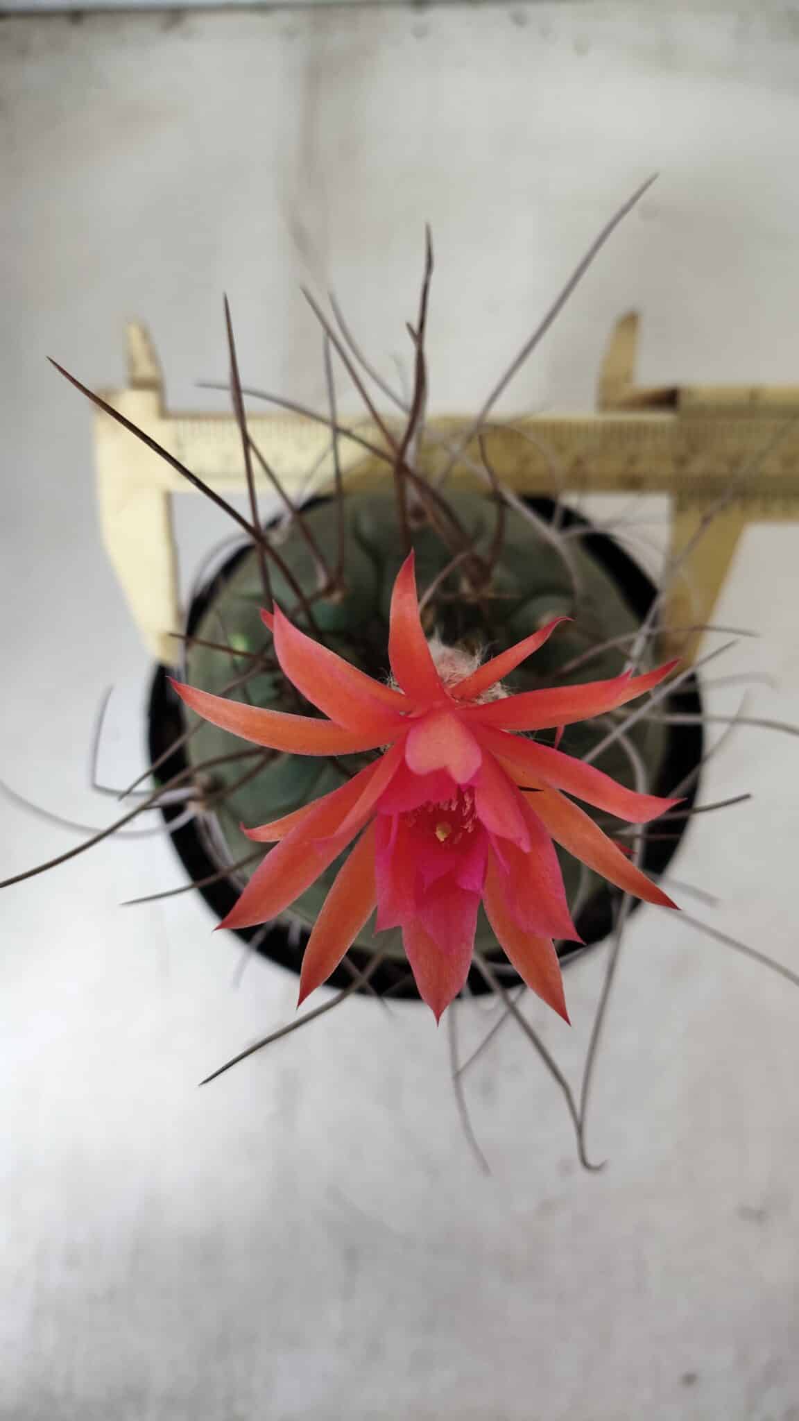 MATUCANA MADISONIORUM Nº 85 – vaso 15