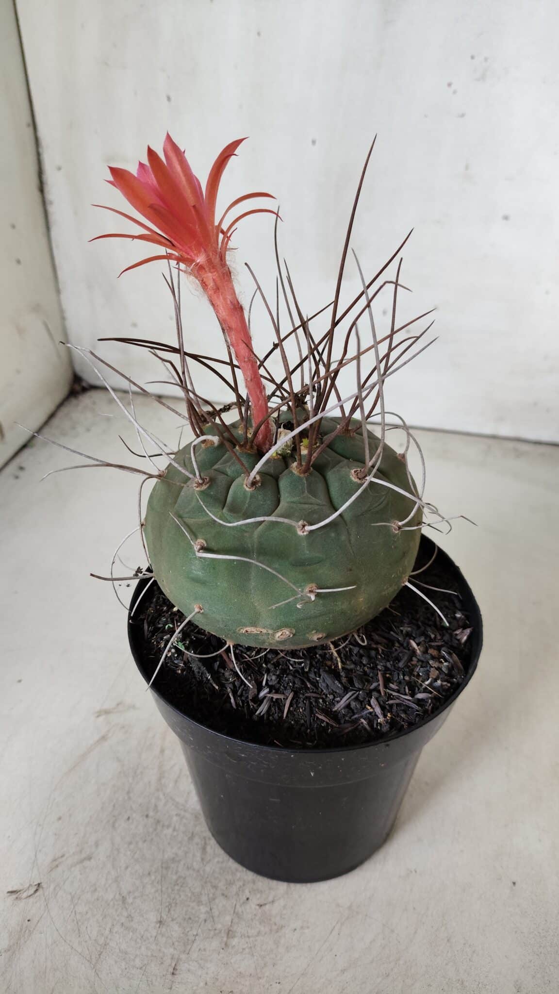 MATUCANA MADISONIORUM Nº 85 – vaso 15