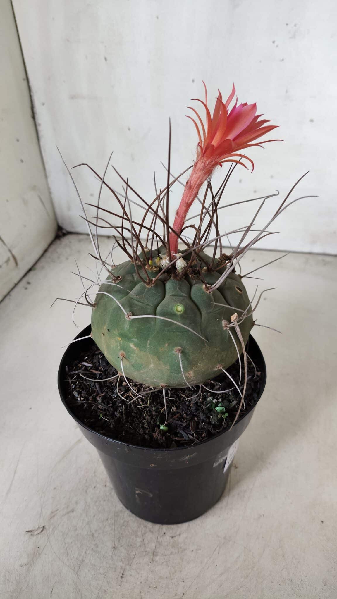 MATUCANA MADISONIORUM Nº 85 – vaso 15