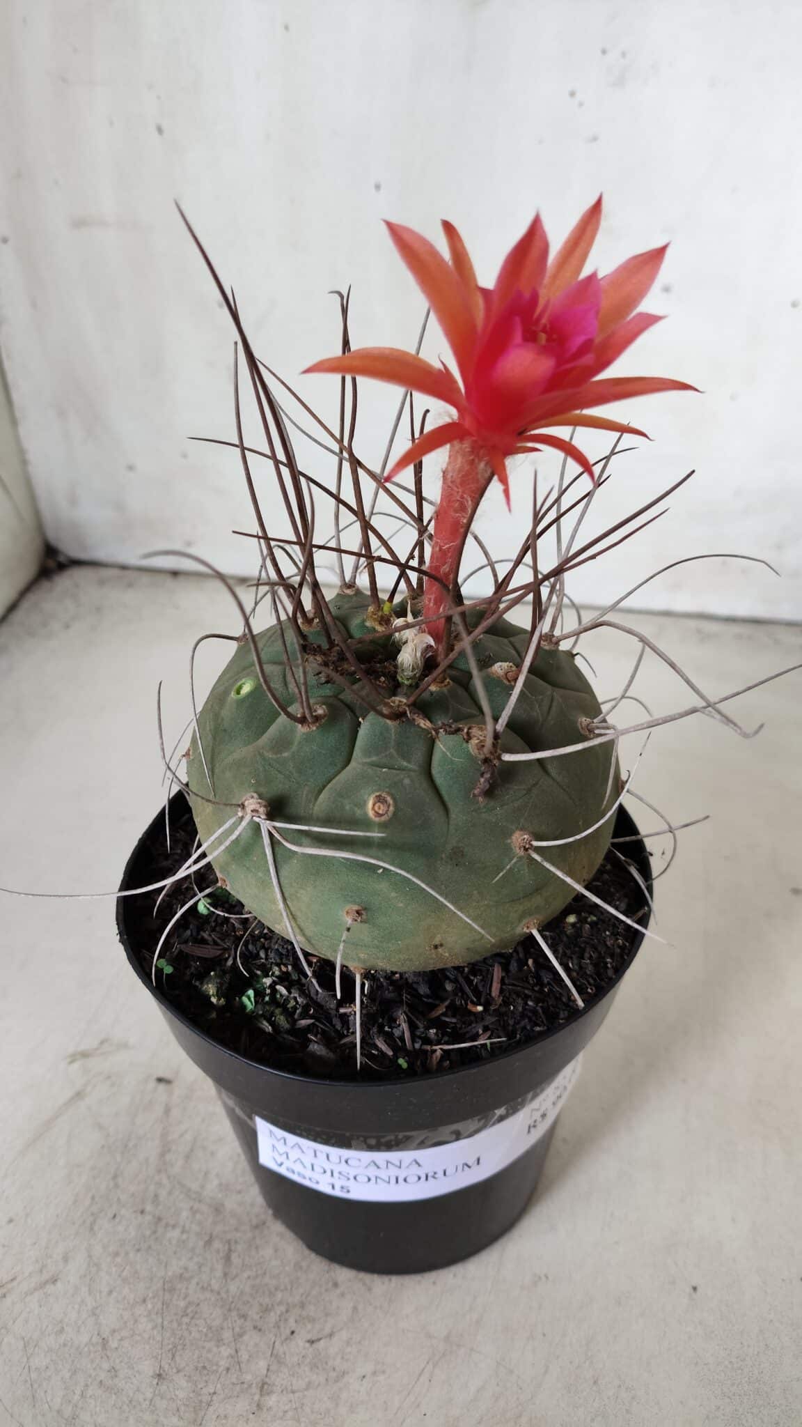 MATUCANA MADISONIORUM Nº 85 – vaso 15