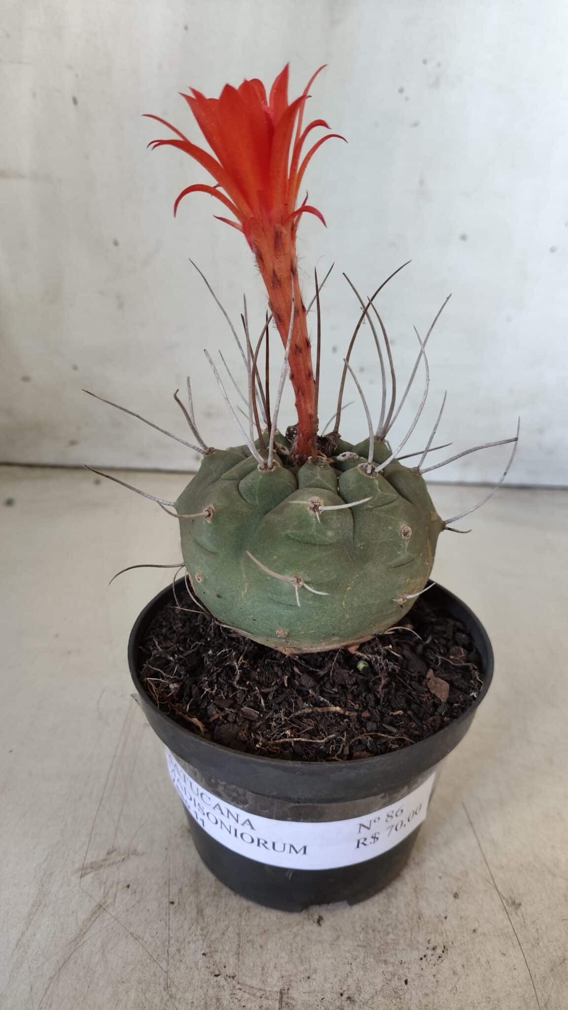 MATUCANA MADISONIORUM Nº 86 – vaso 11