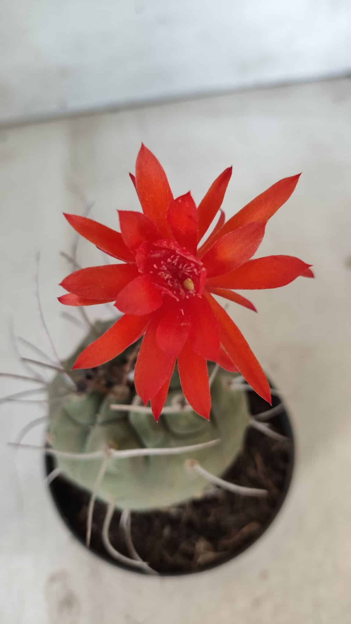 MATUCANA MADISONIORUM Nº 86 – vaso 11