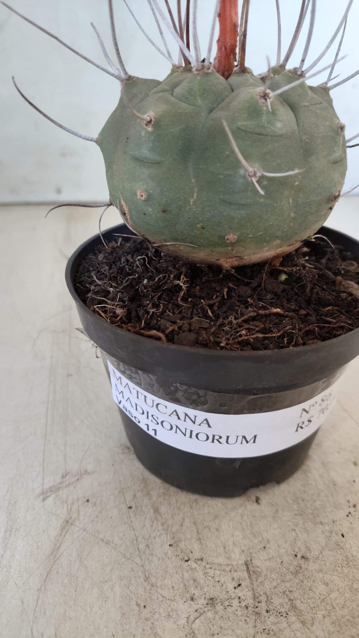 MATUCANA MADISONIORUM Nº 86 – vaso 11