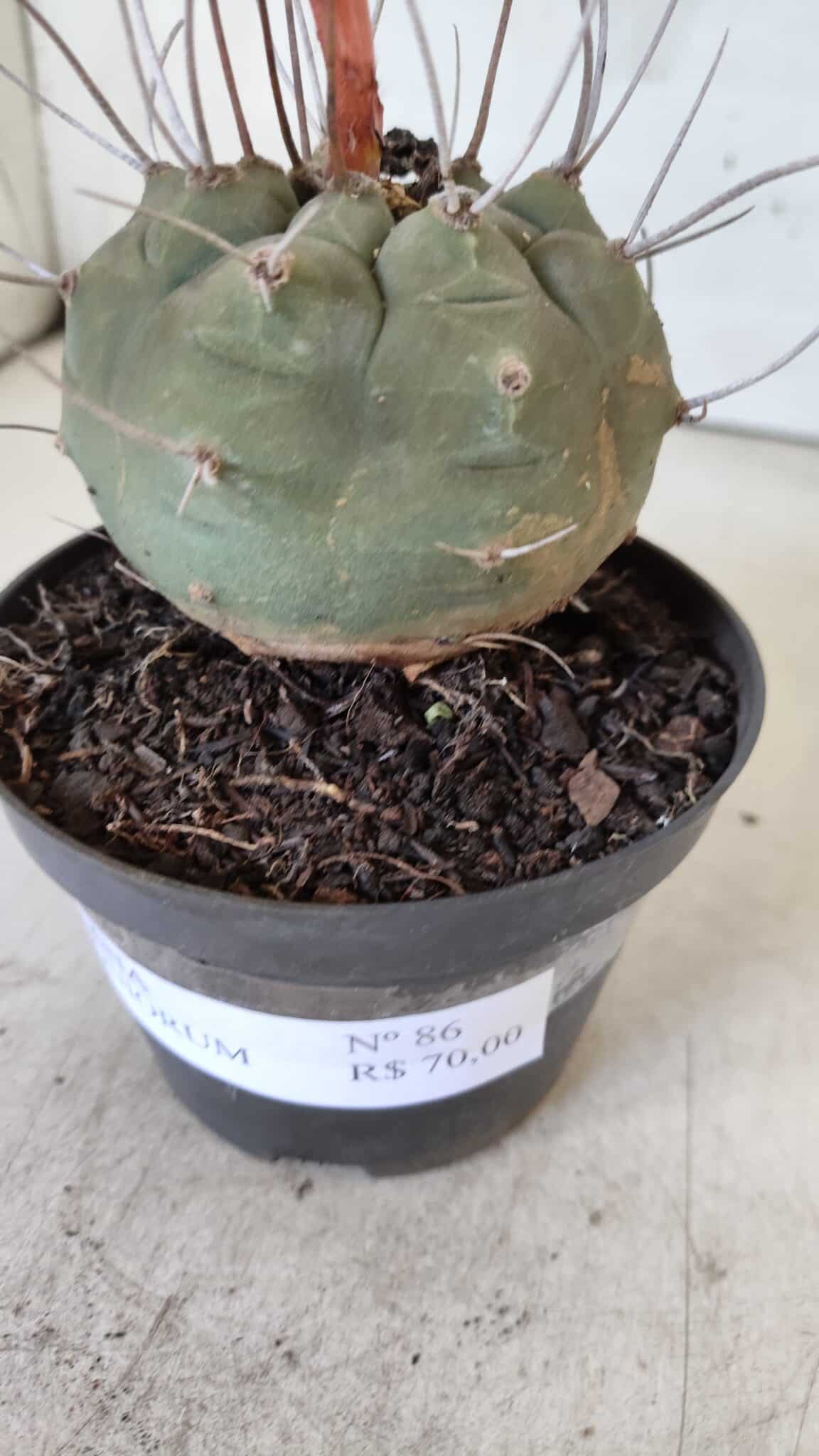 MATUCANA MADISONIORUM Nº 86 – vaso 11