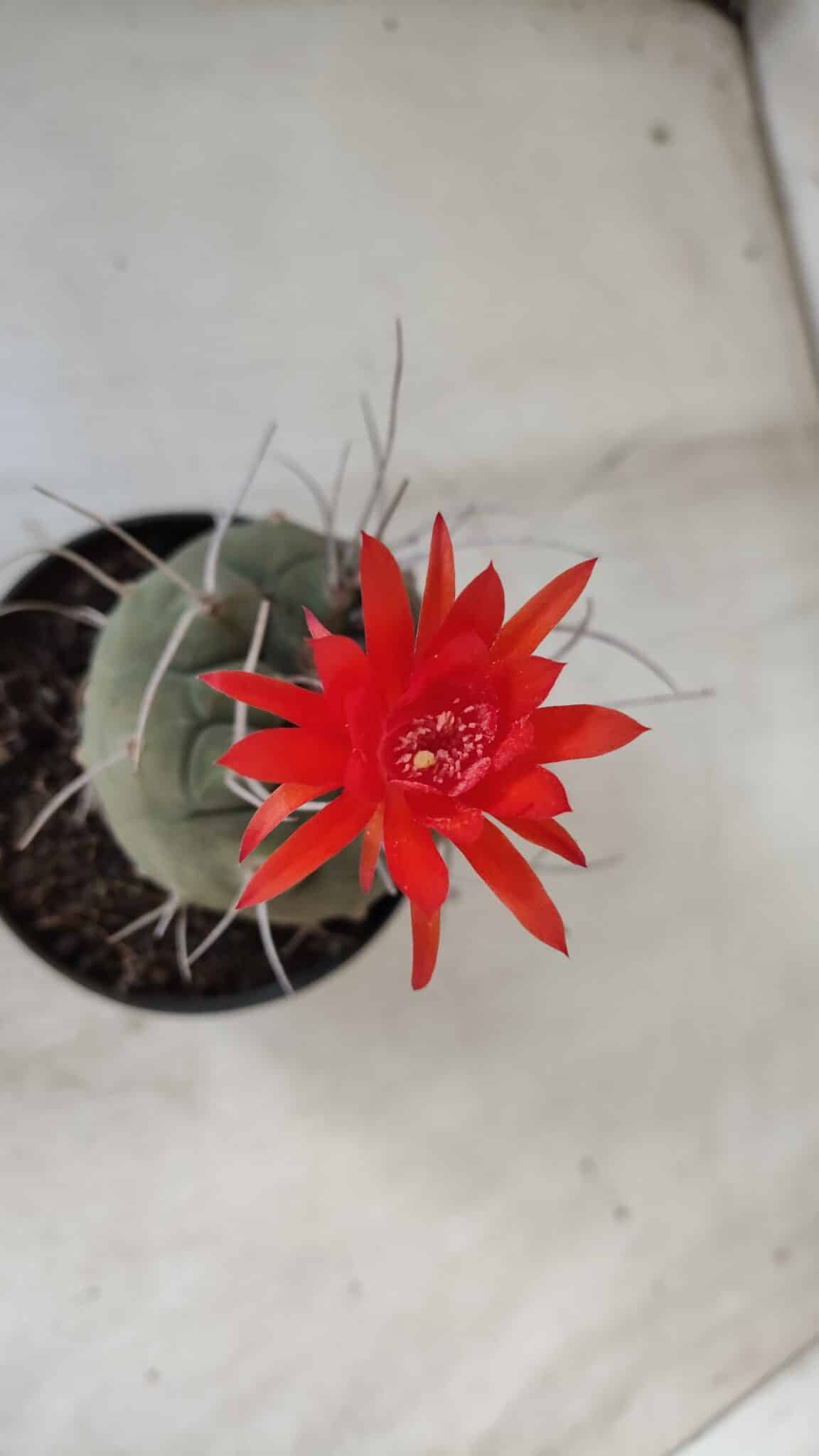 MATUCANA MADISONIORUM Nº 86 – vaso 11
