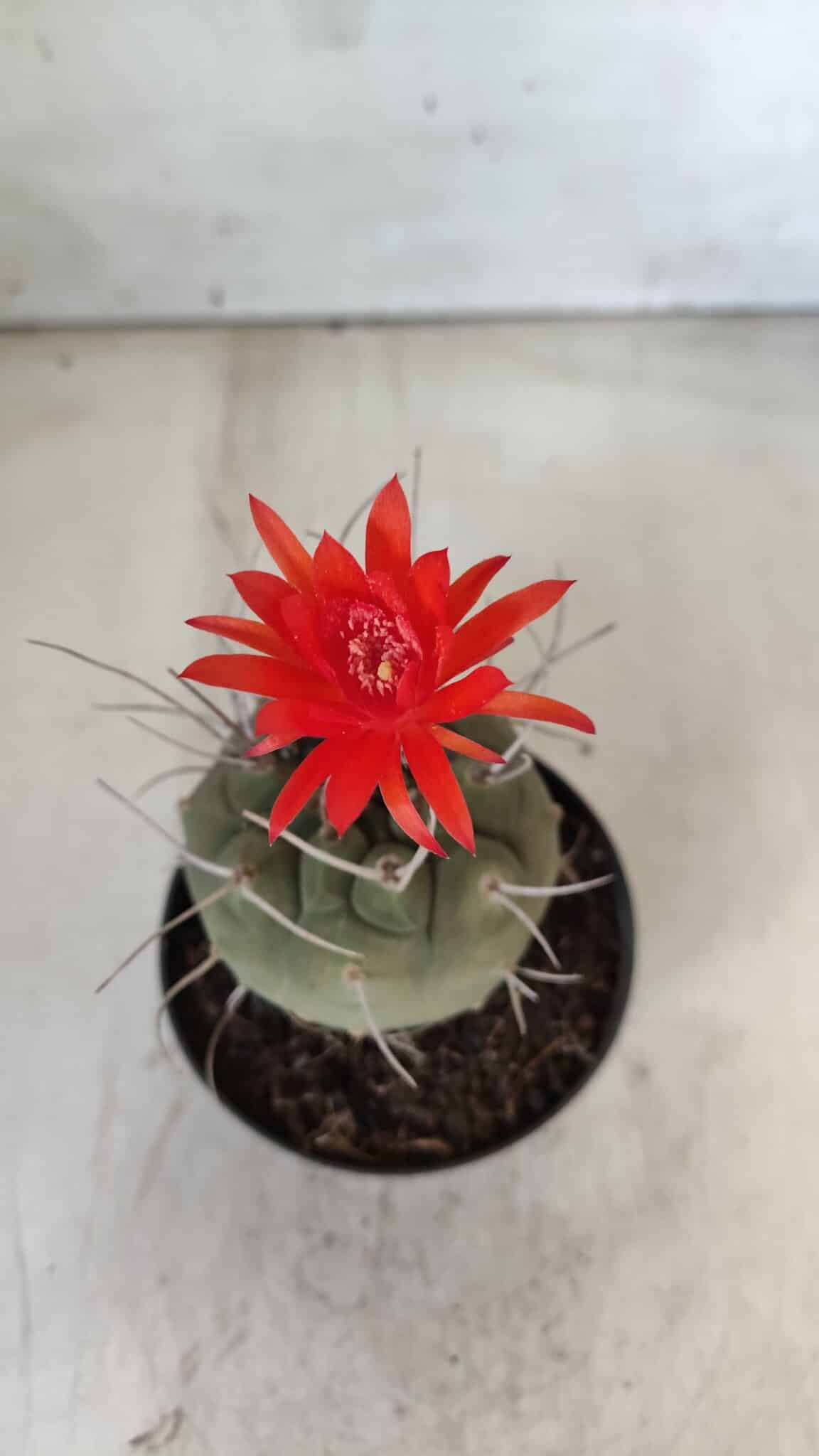 MATUCANA MADISONIORUM Nº 86 – vaso 11