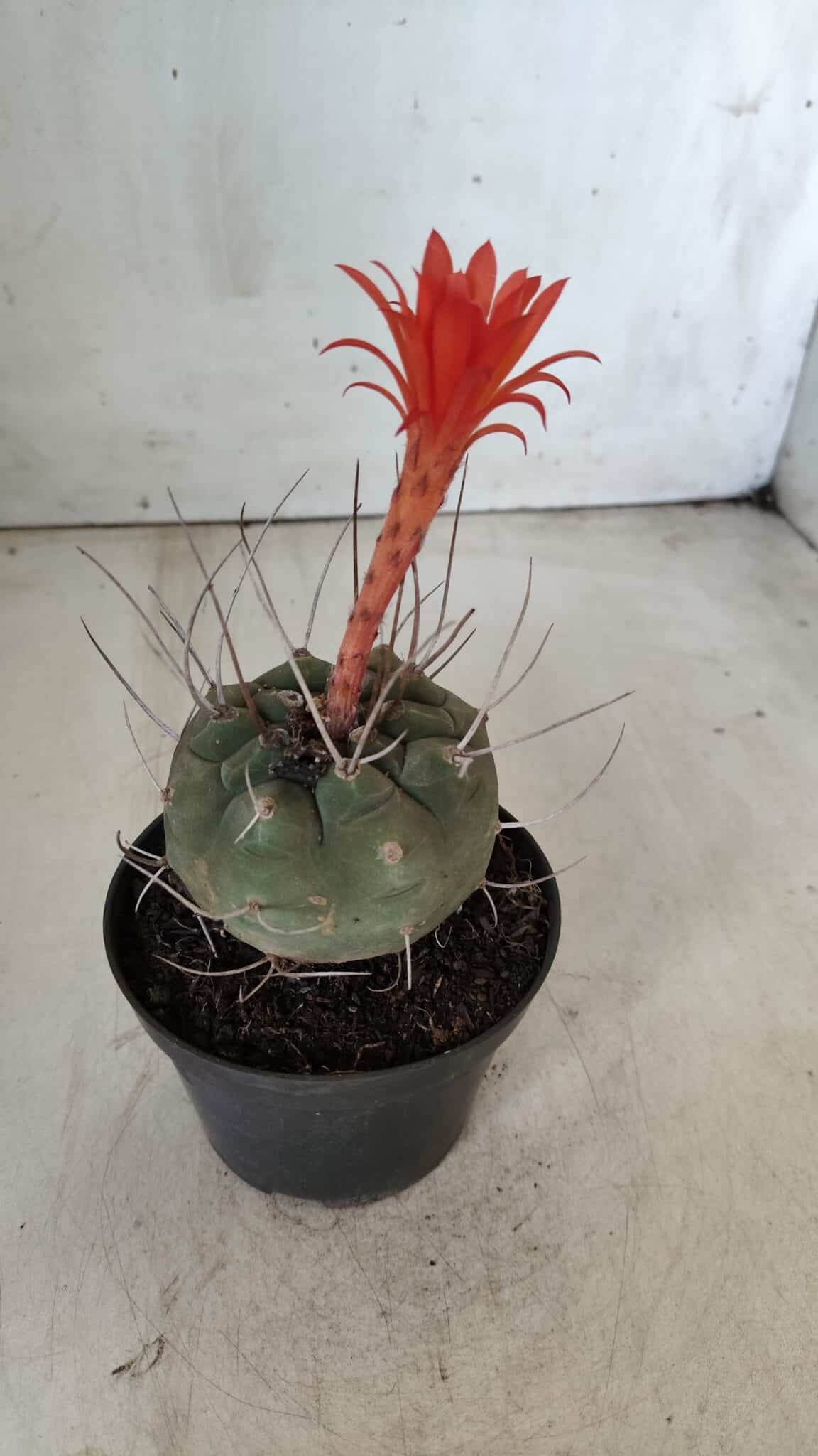 MATUCANA MADISONIORUM Nº 86 – vaso 11