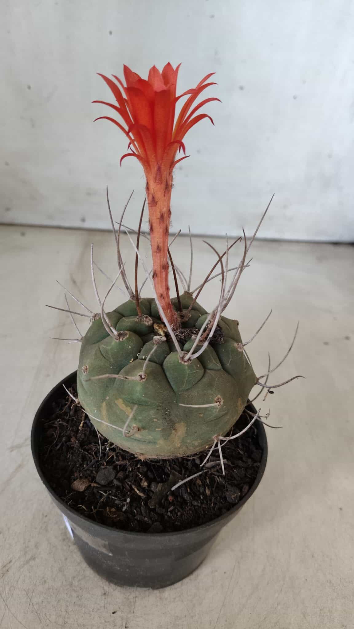 MATUCANA MADISONIORUM Nº 86 – vaso 11
