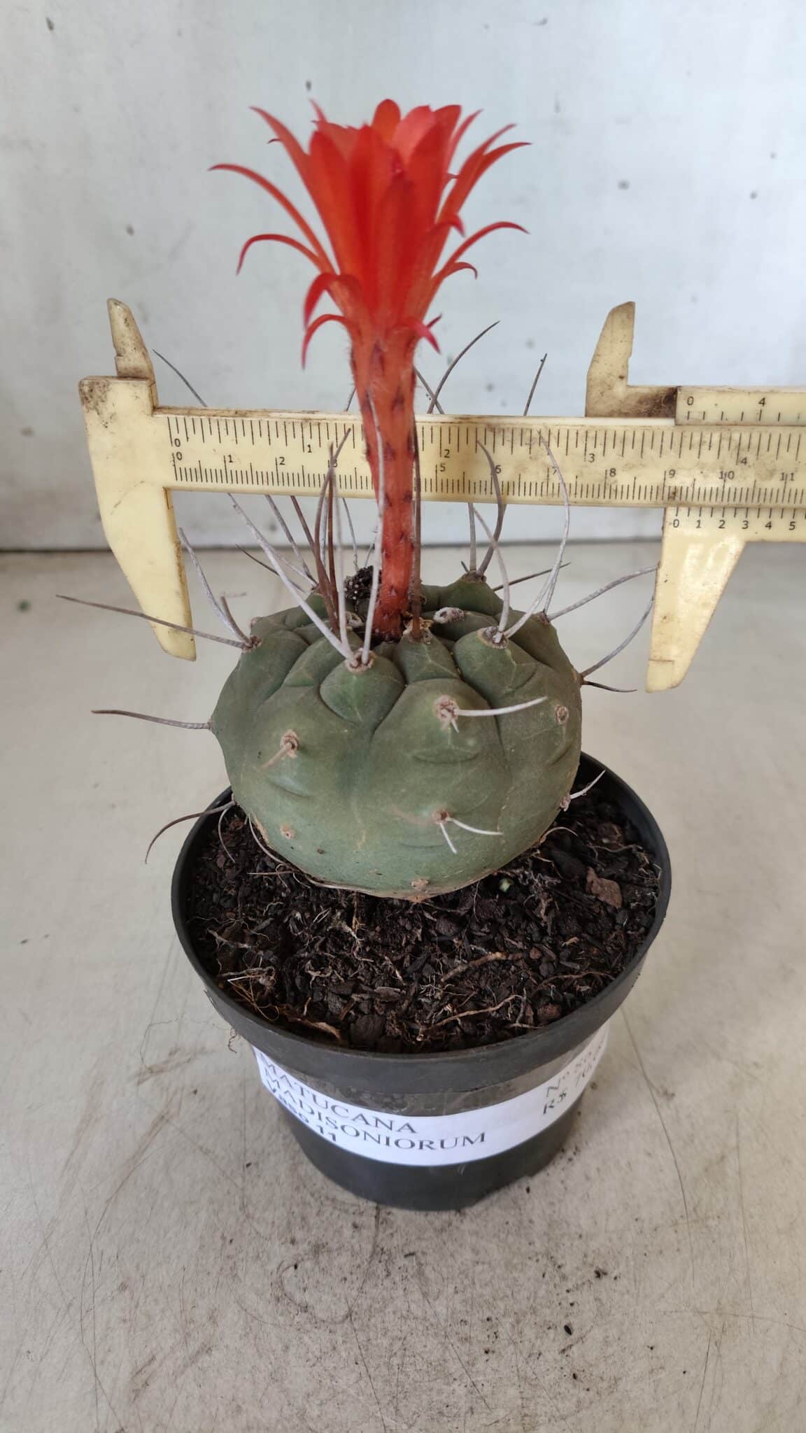 MATUCANA MADISONIORUM Nº 86 – vaso 11