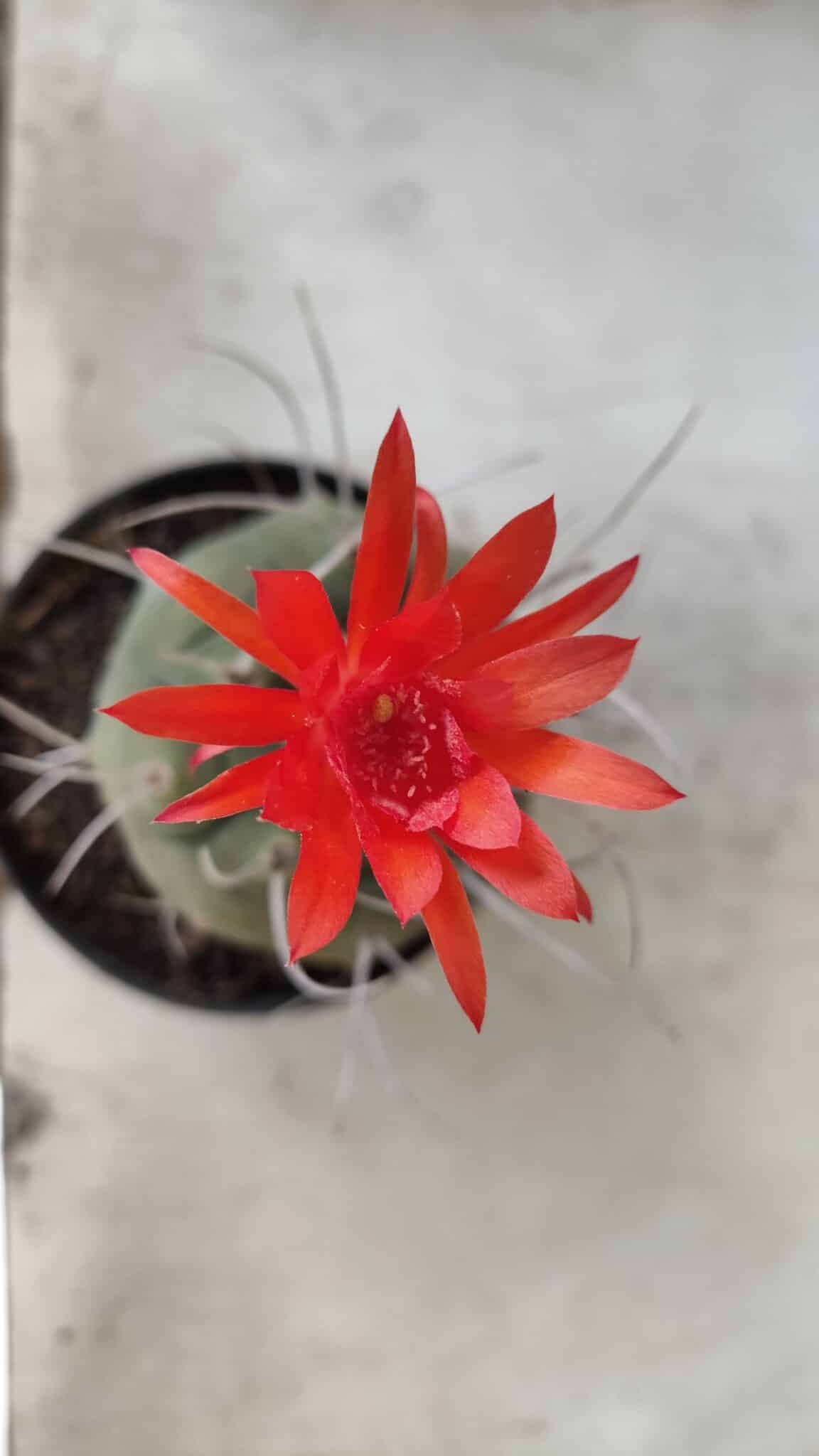 MATUCANA MADISONIORUM Nº 86 – vaso 11