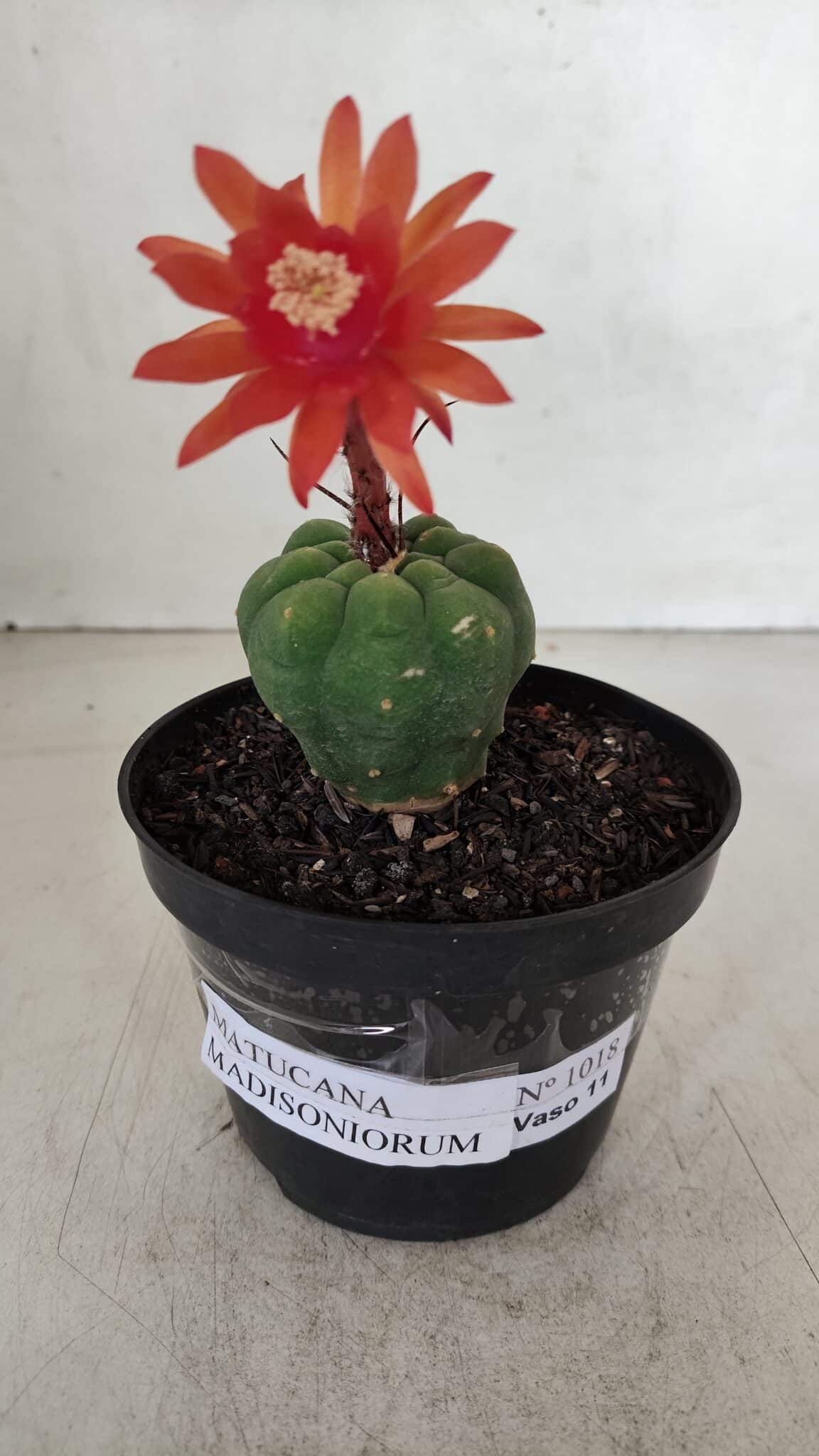 MATUCANA MADISONIORUM Nº 1018 – vaso 11 - foto 2