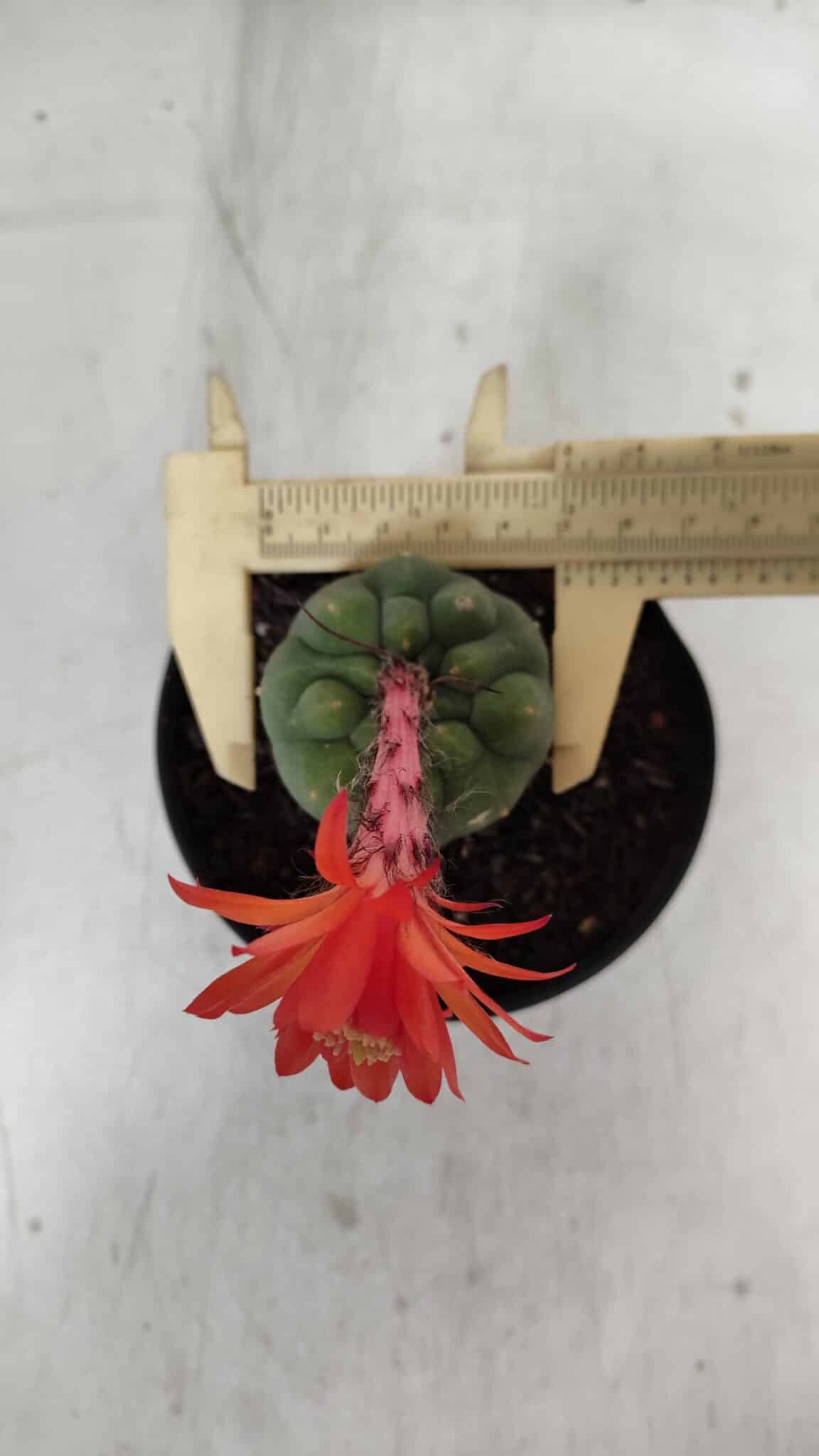 MATUCANA MADISONIORUM Nº 1018 – vaso 11 - foto 3