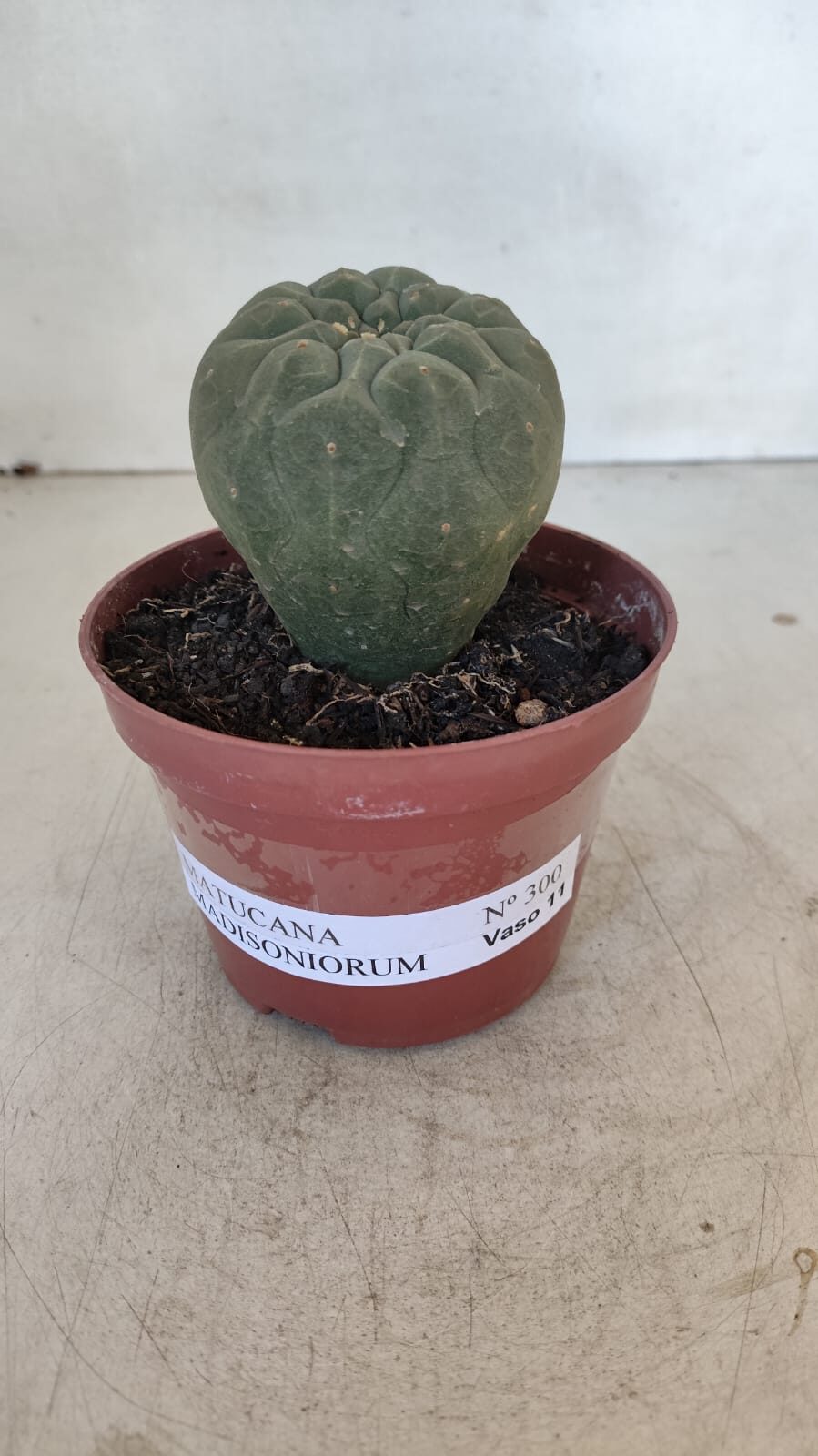MATUCANA MADISONIORUM Nº 300 – vaso 11
