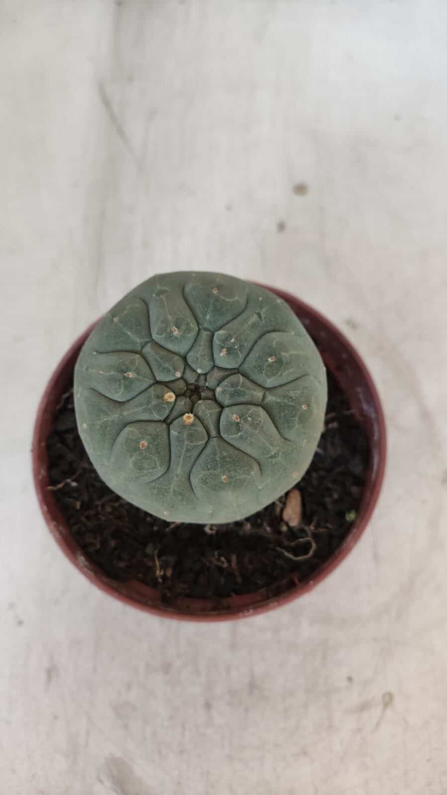 MATUCANA MADISONIORUM Nº 300 – vaso 11