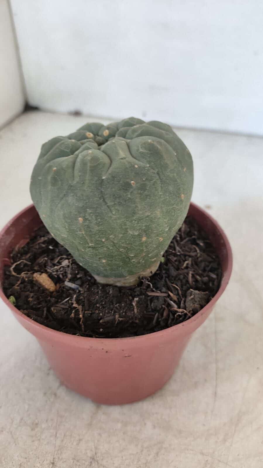 MATUCANA MADISONIORUM Nº 300 – vaso 11