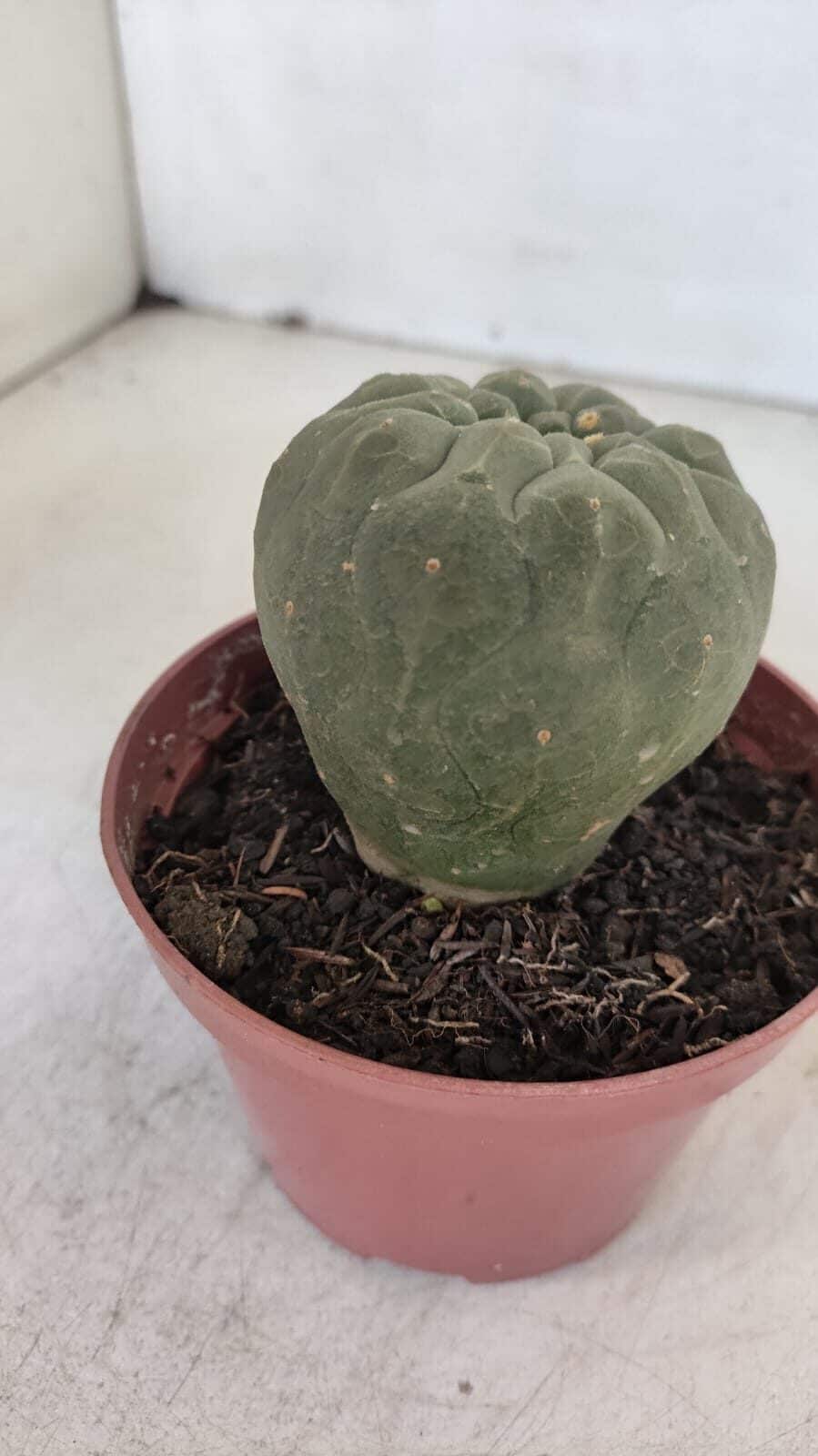 MATUCANA MADISONIORUM Nº 300 – vaso 11