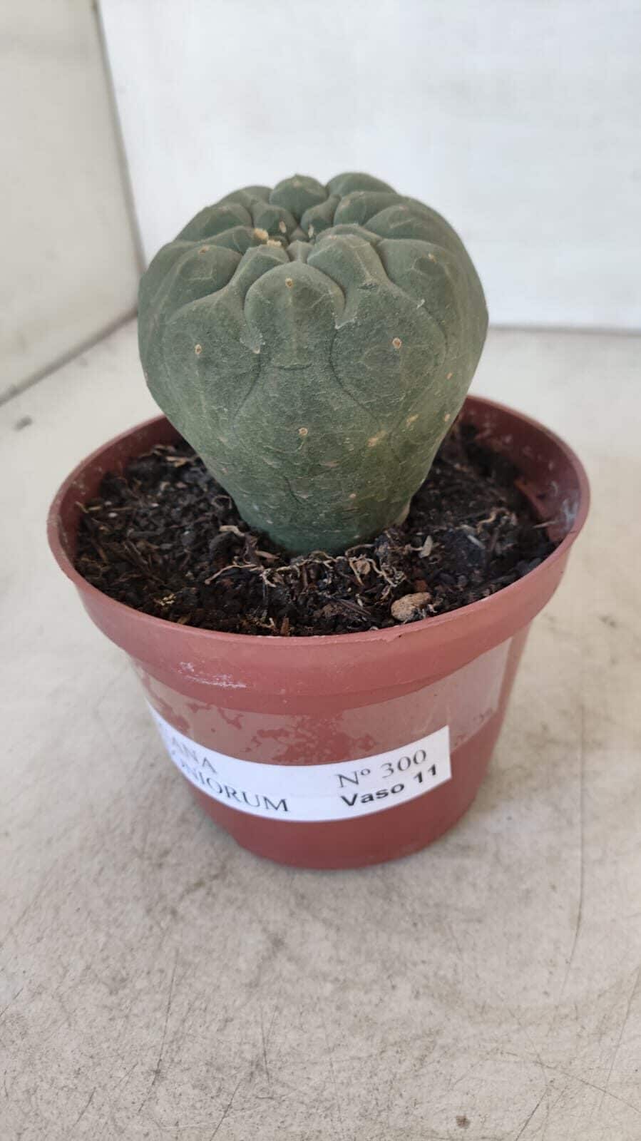 MATUCANA MADISONIORUM Nº 300 – vaso 11